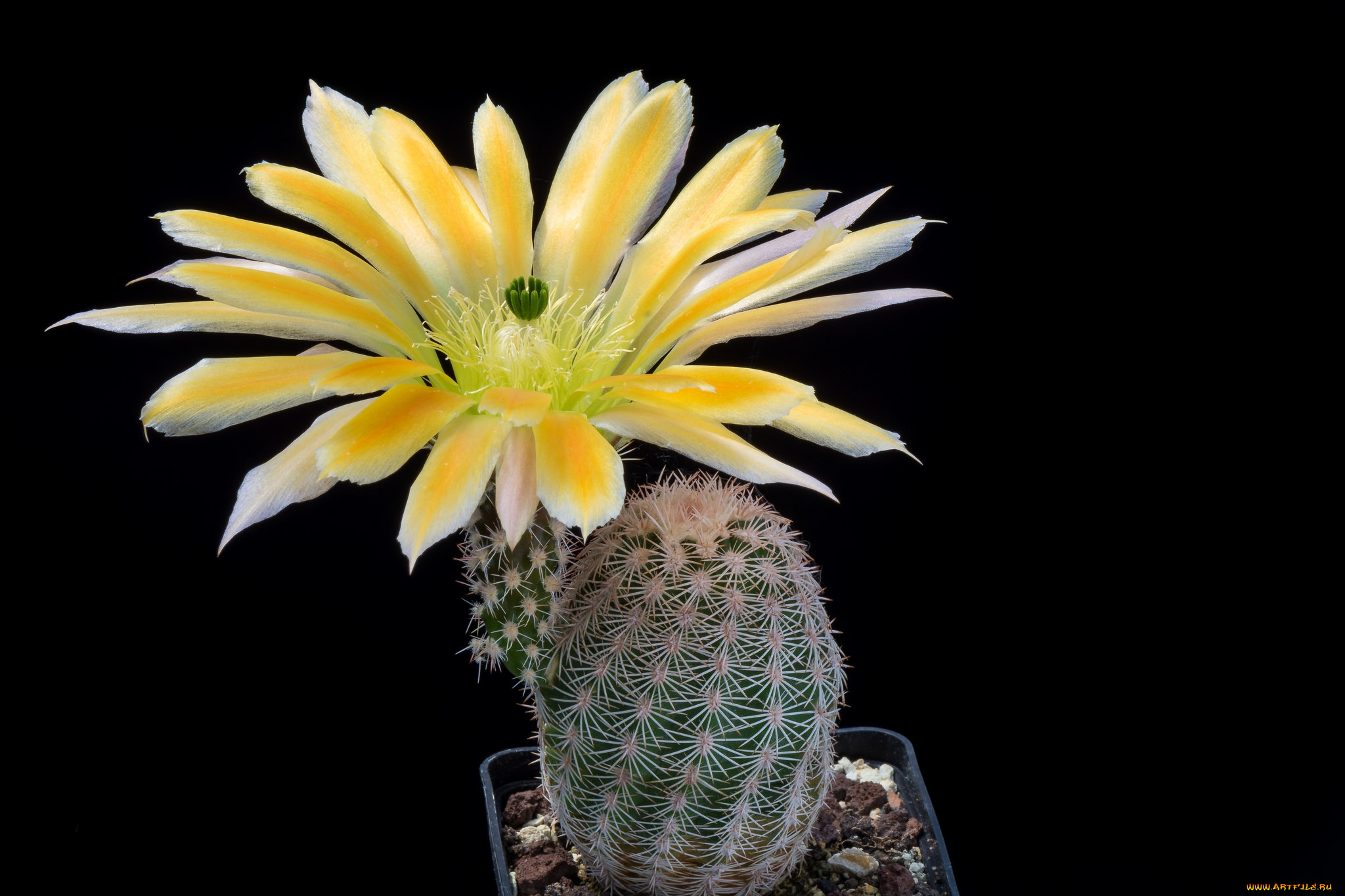 цветы, кактусы, цветок