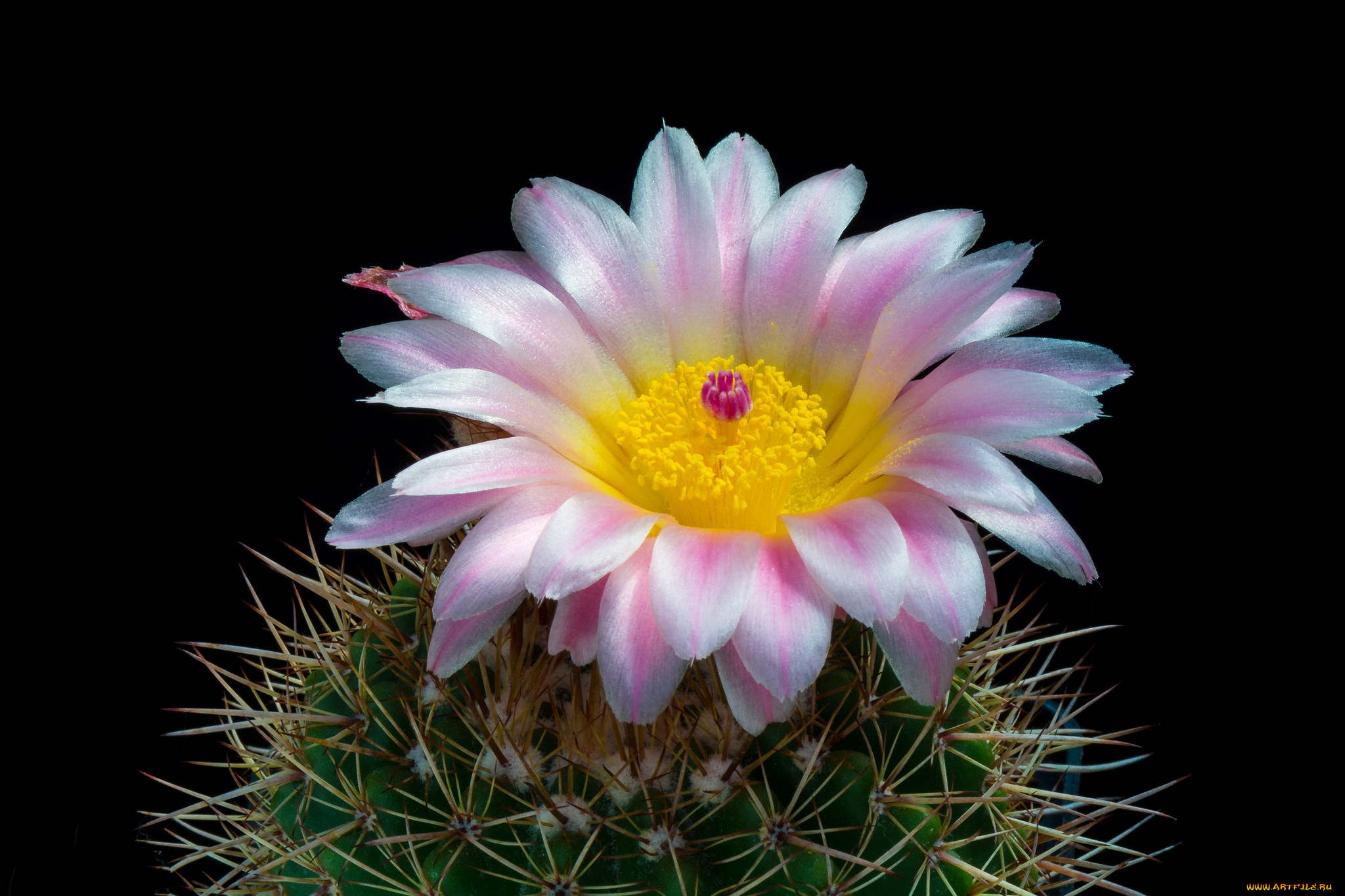 цветы, кактусы, цветок