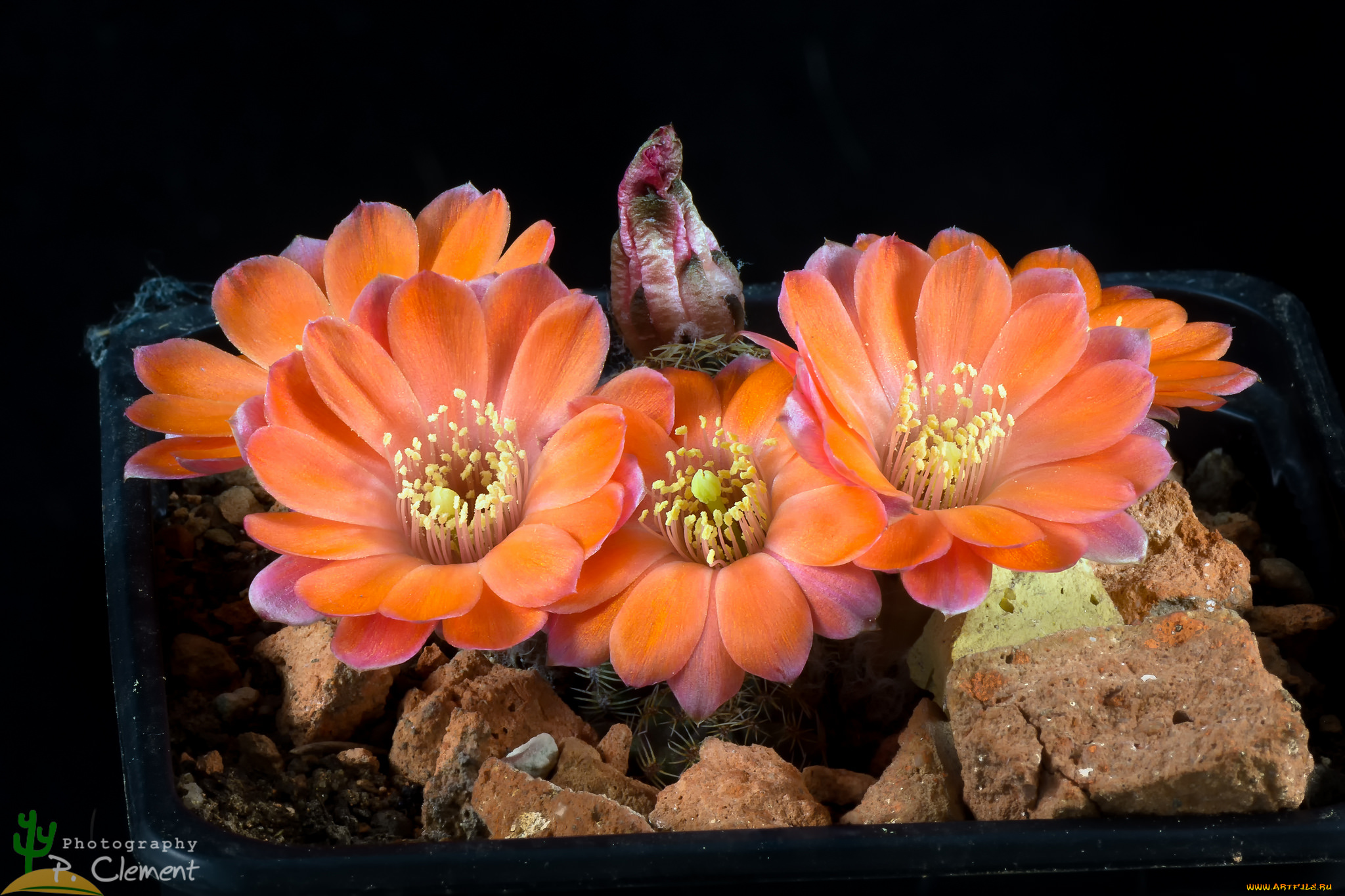 цветы, кактусы, цветок