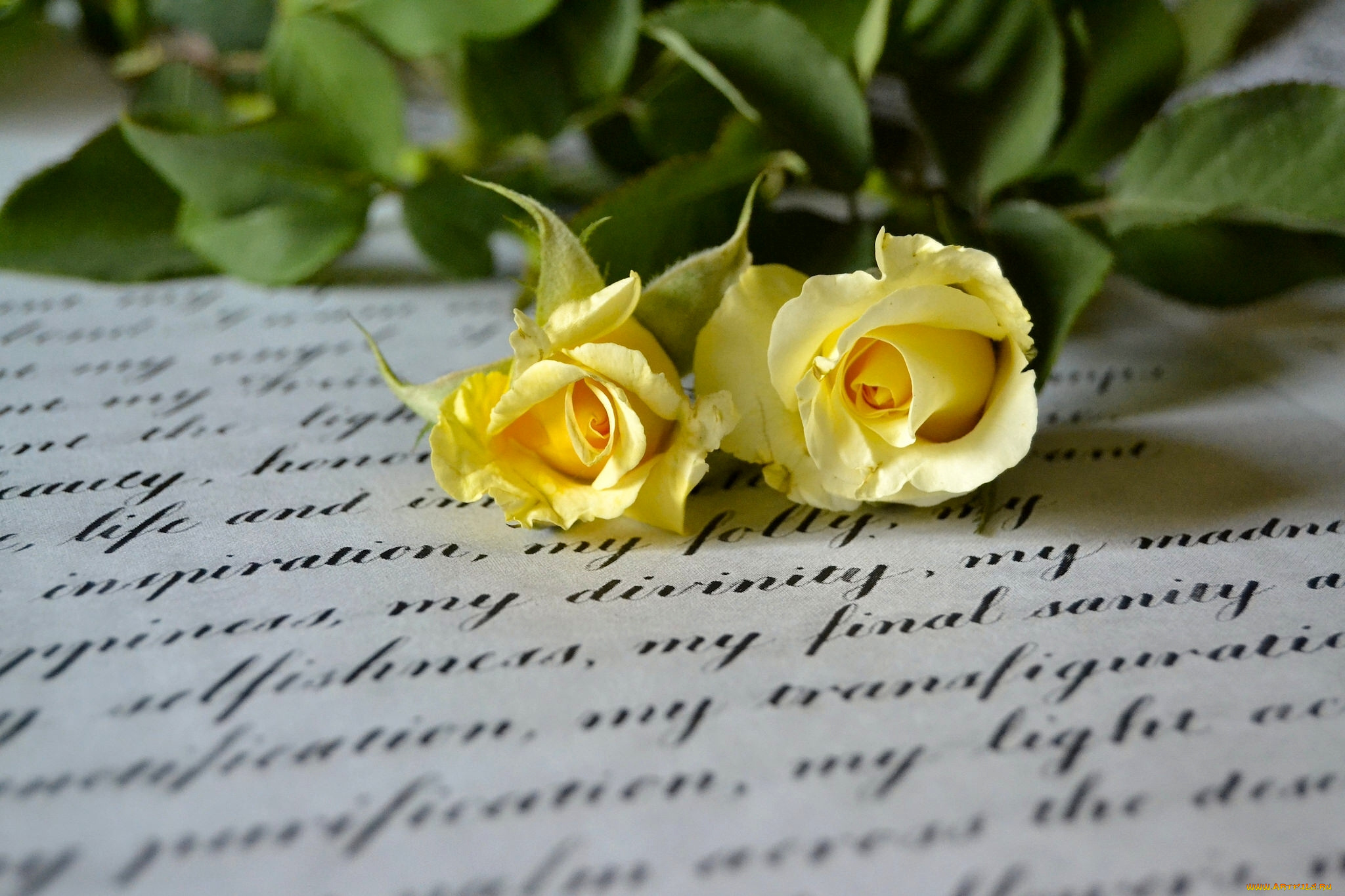 цветы, розы