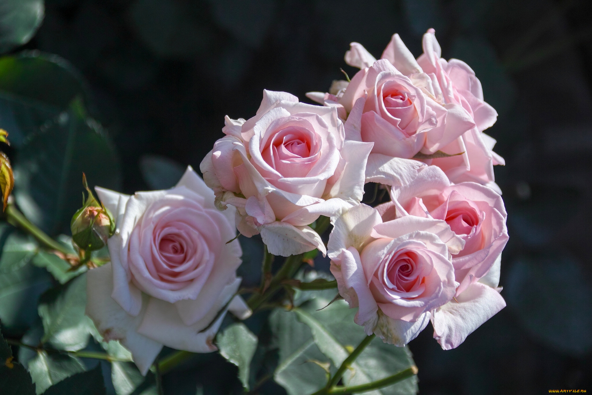 цветы, розы