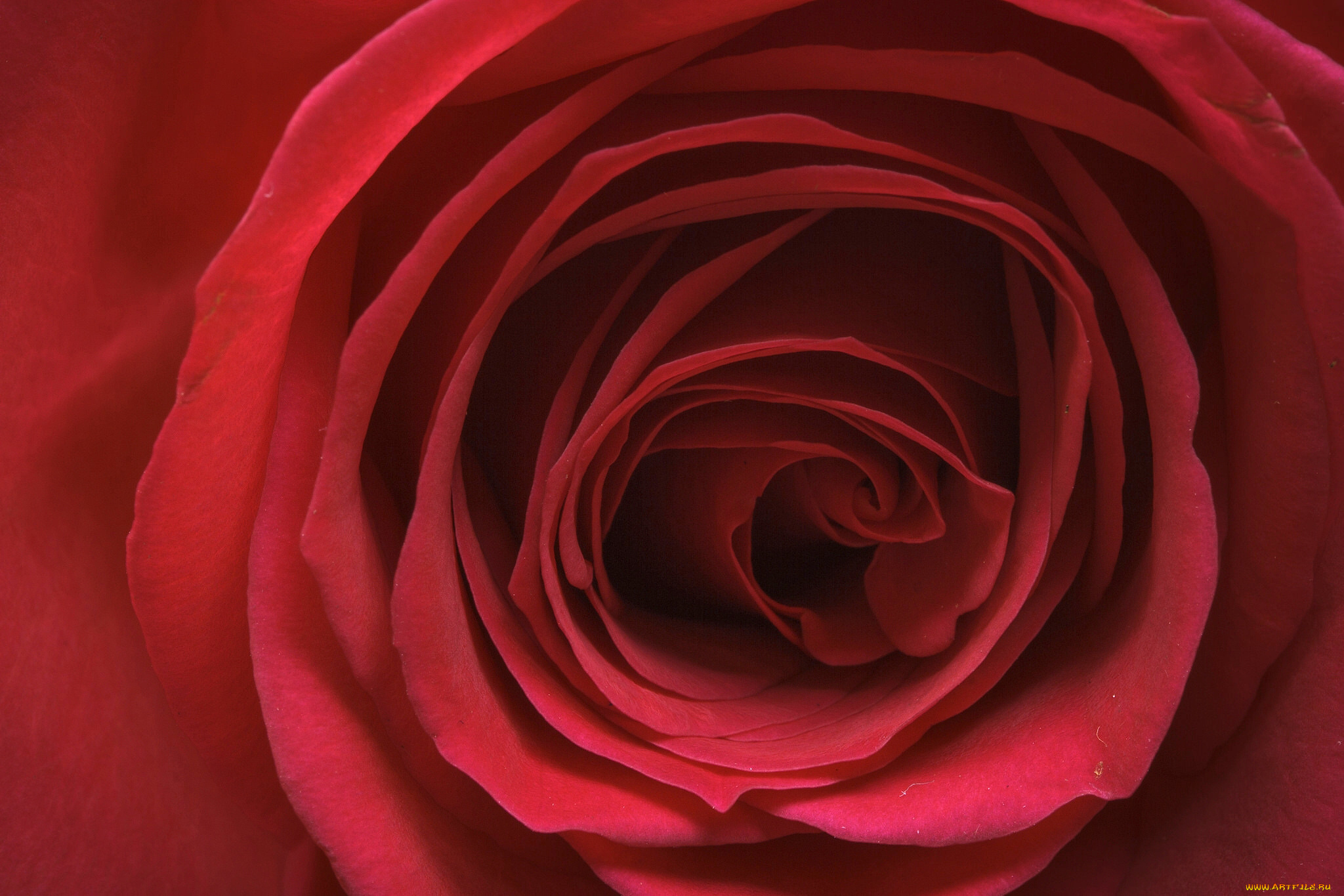 цветы, розы