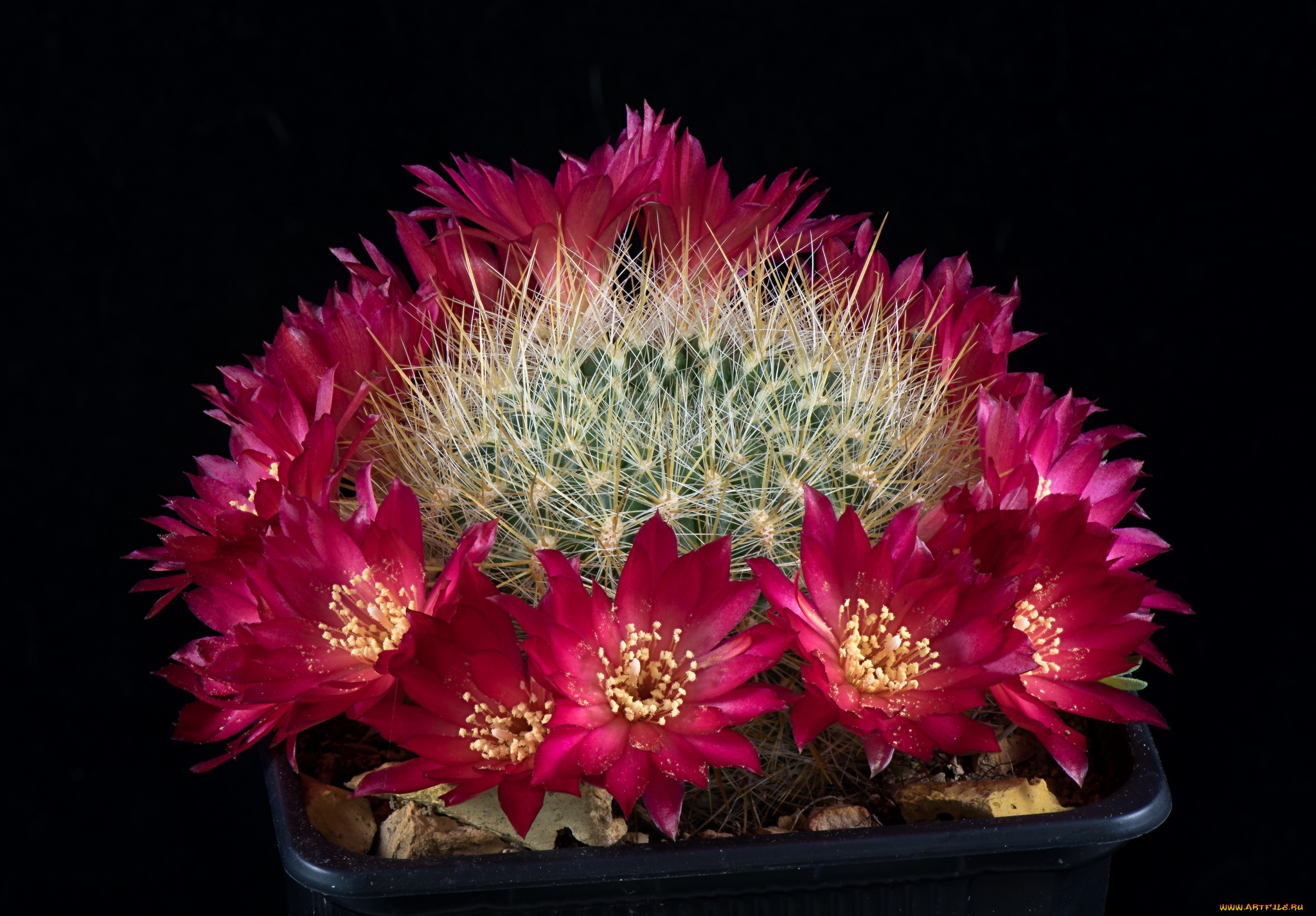 цветы, кактусы, цветок