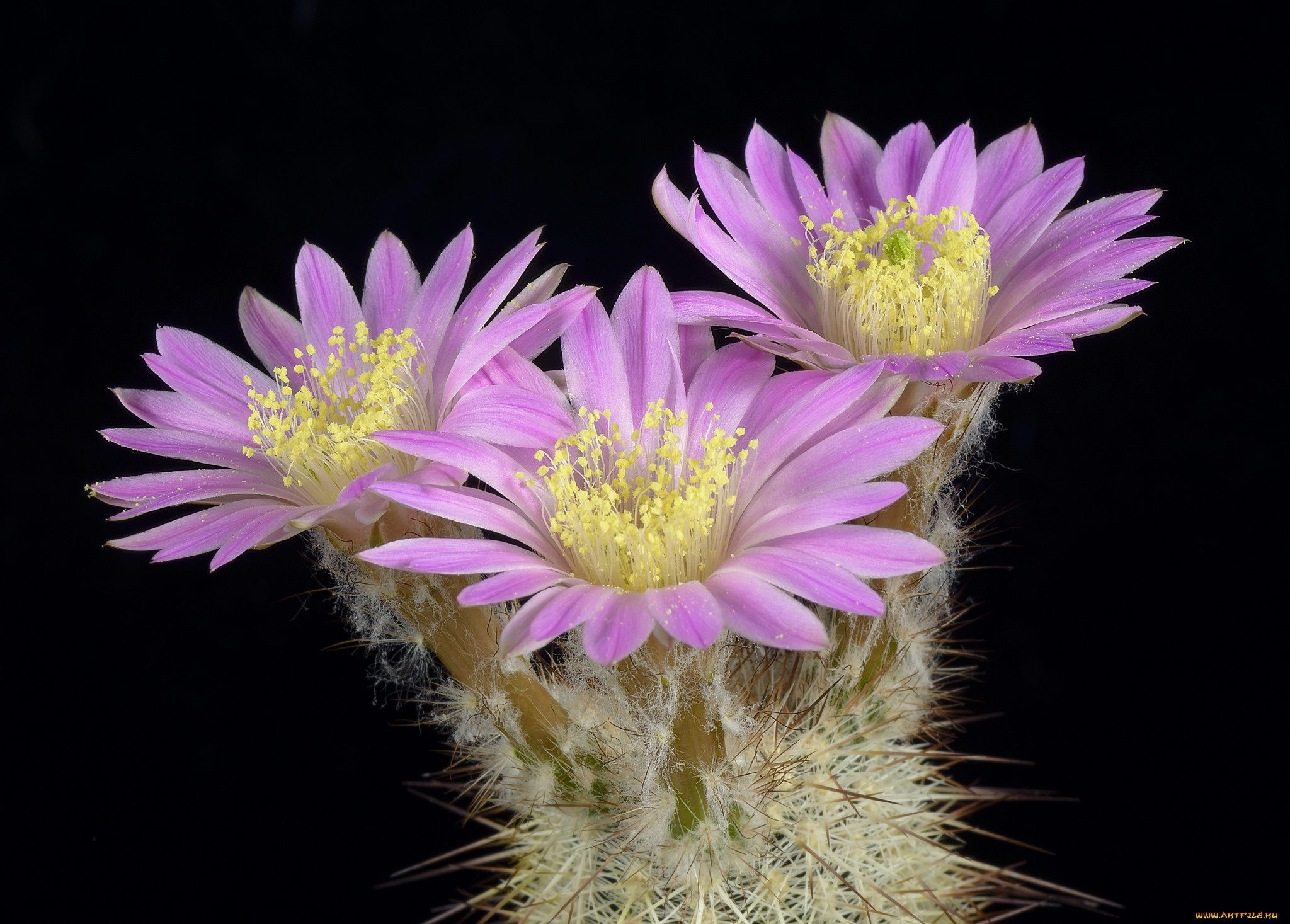 цветы, кактусы, цветок