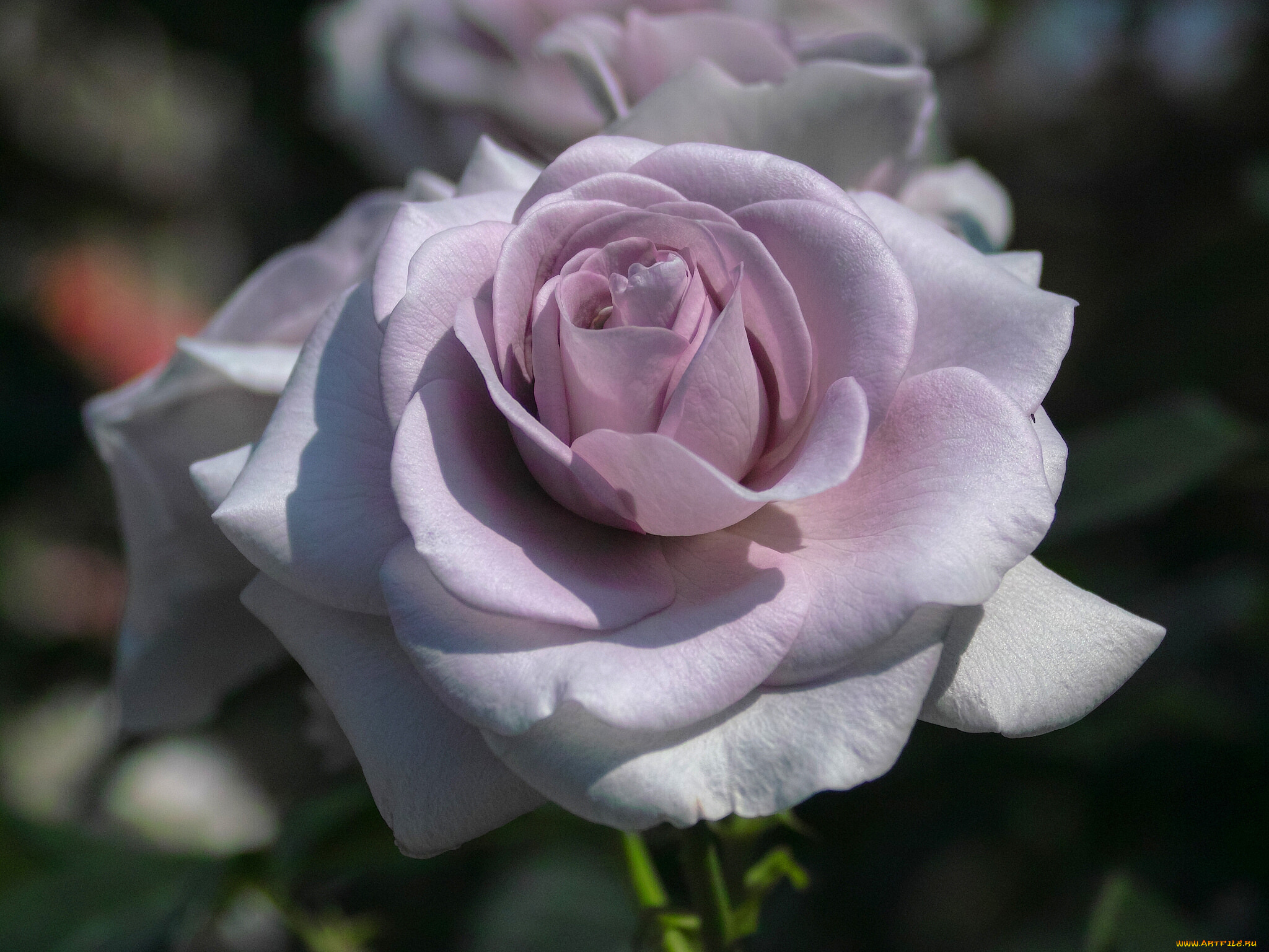 цветы, розы, роза