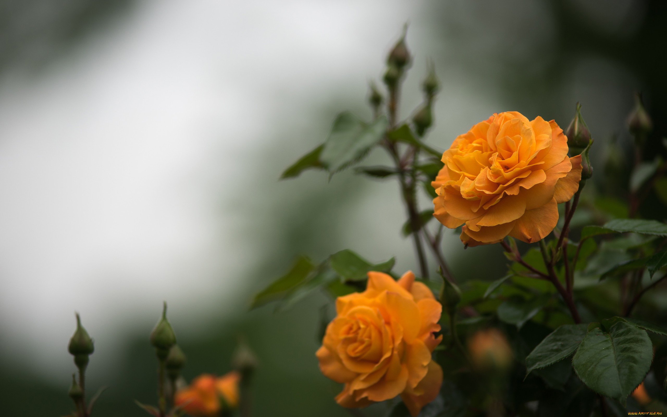 цветы, розы