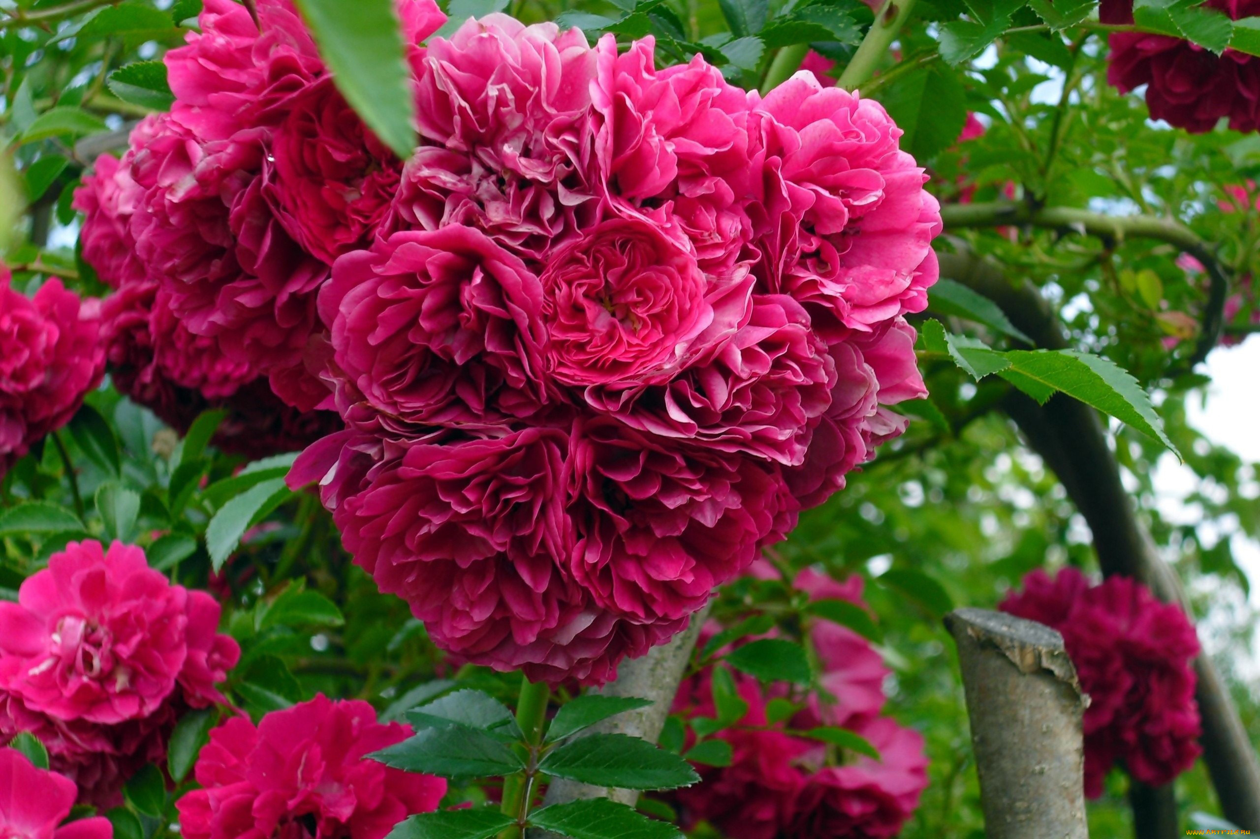 цветы, розы, куст, розовый