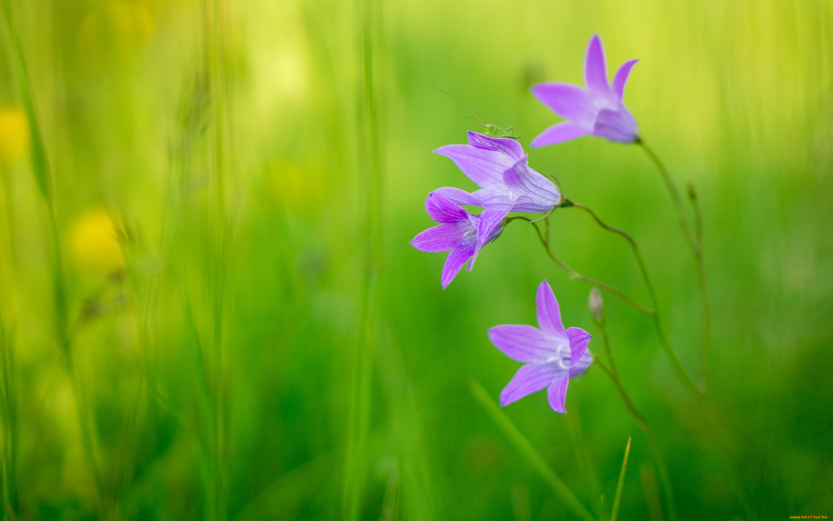 цветы, колокольчики