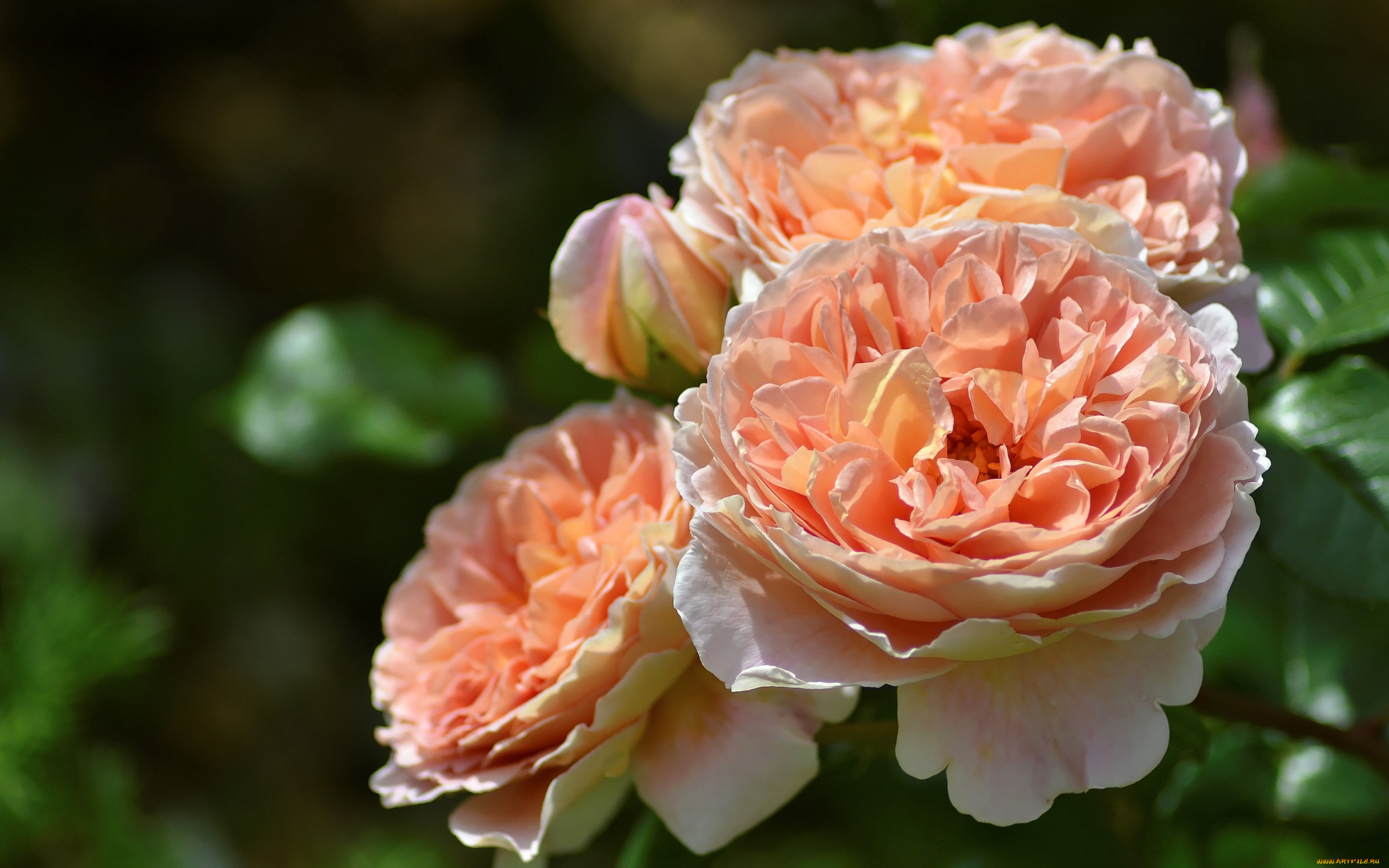 цветы, розы