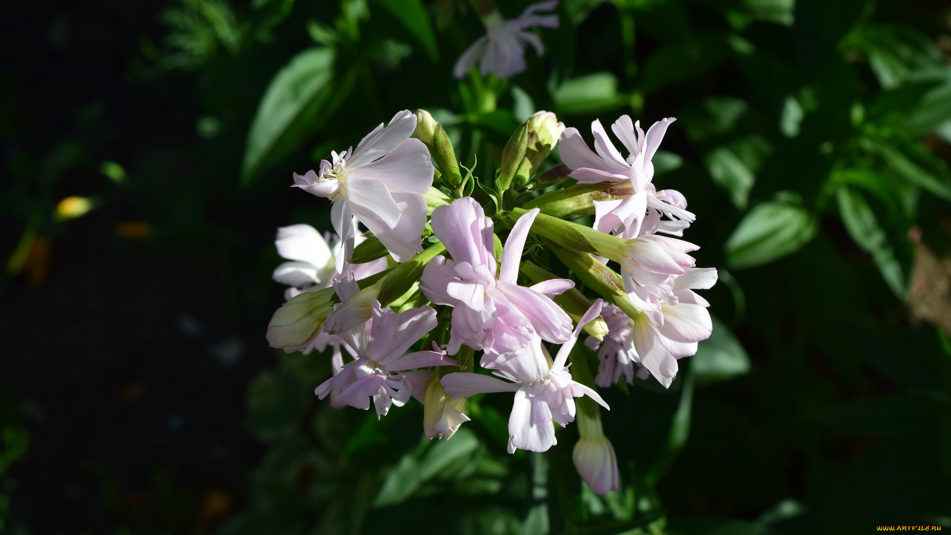 цветы, белый, цвет