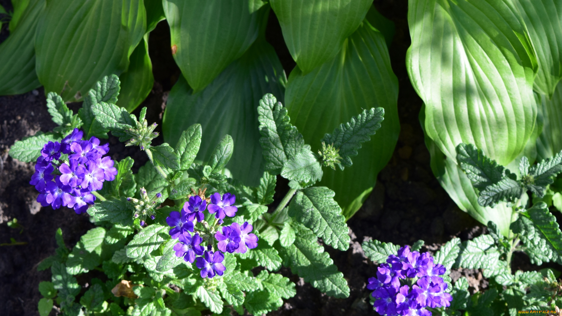 цветы, цветок