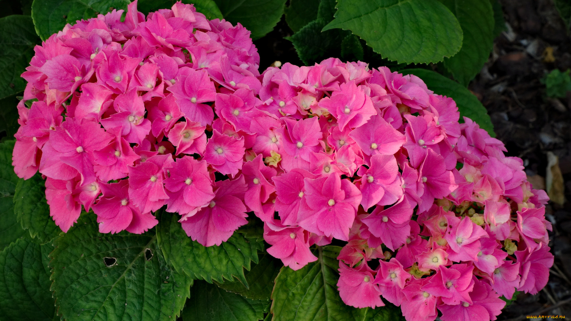цветы, гортензия, цветение, цвет, куст