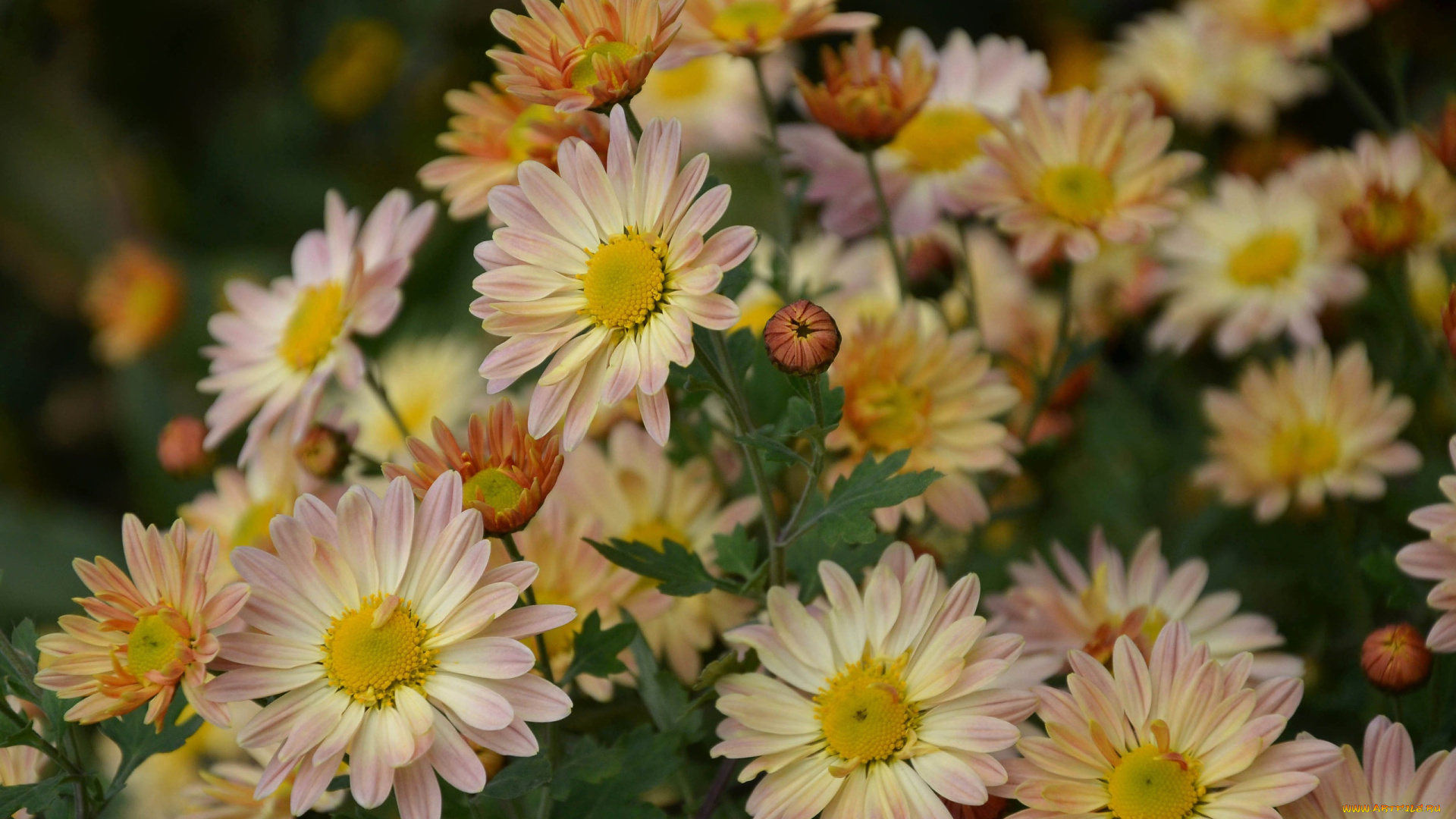 цветы, хризантемы, бутоны, осень