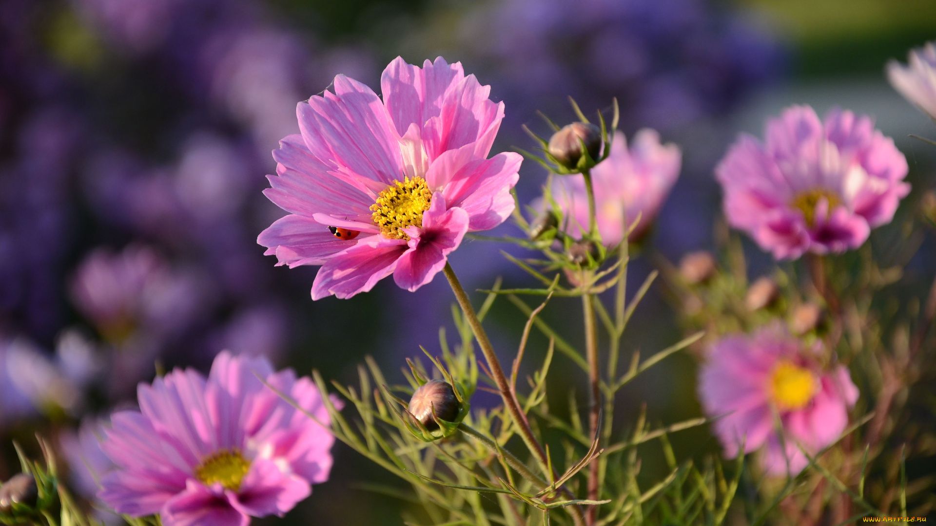 цветы, космея, лето, божья, коровка, бутоны, макро, природа