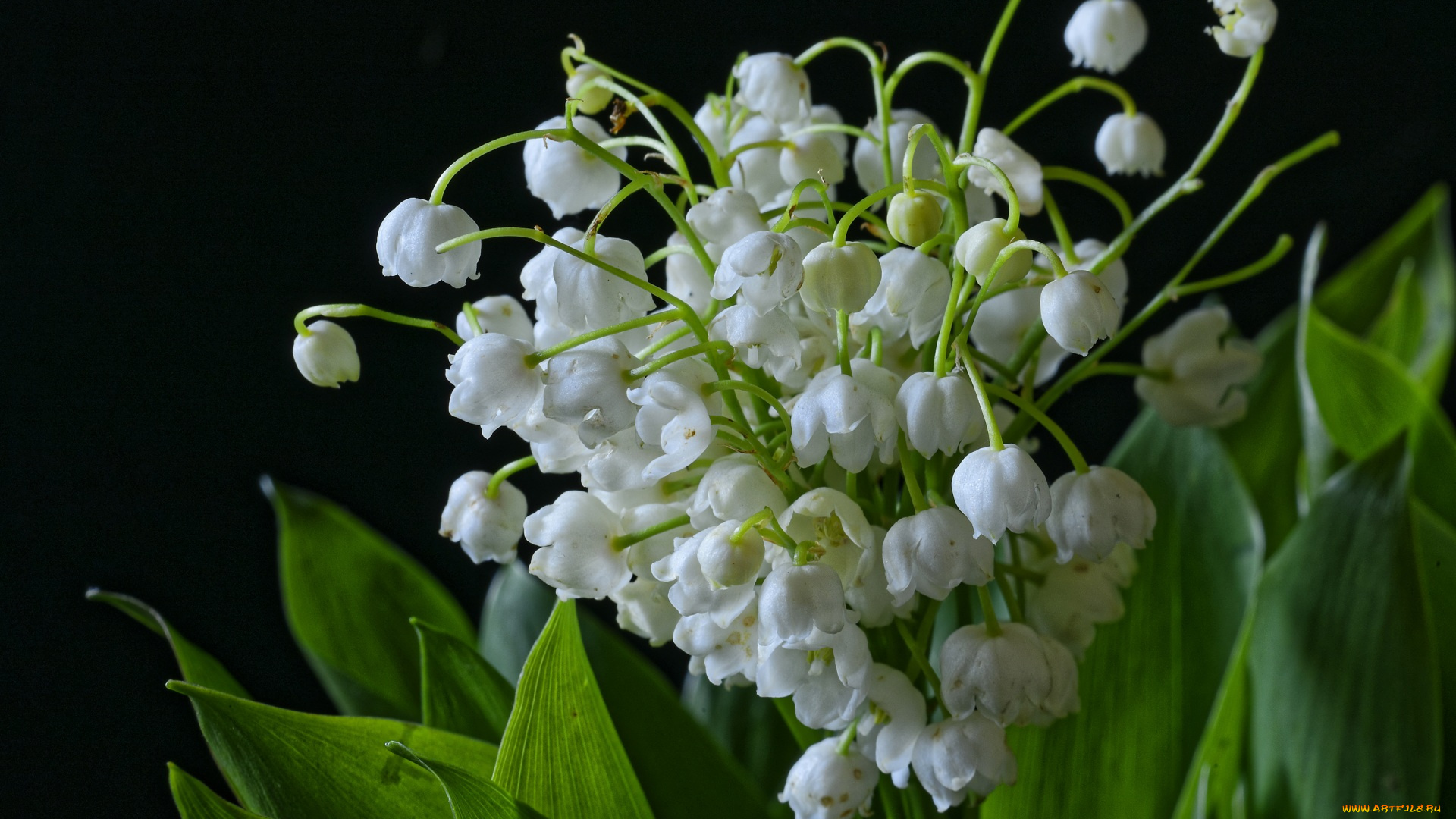 цветы, ландыши, черный, фон