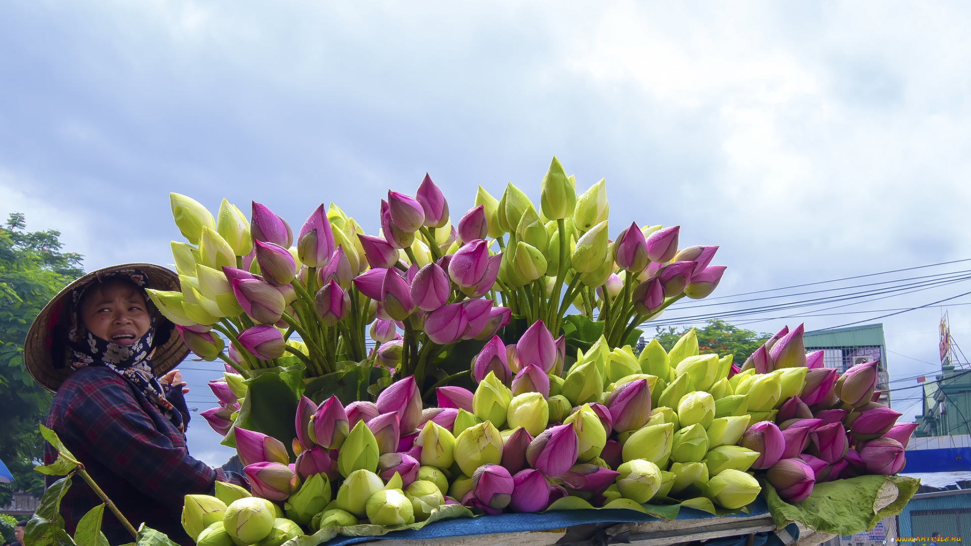 цветы, лотосы, лепестки, лотос, цветение, цветок