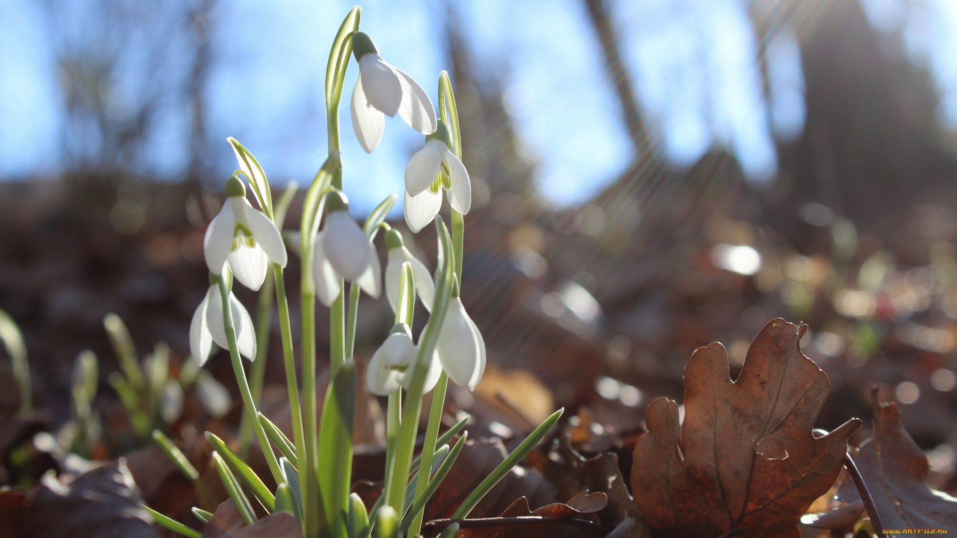 цветы, подснежники, , белоцветники, , пролески, листья, первоцвет, листва