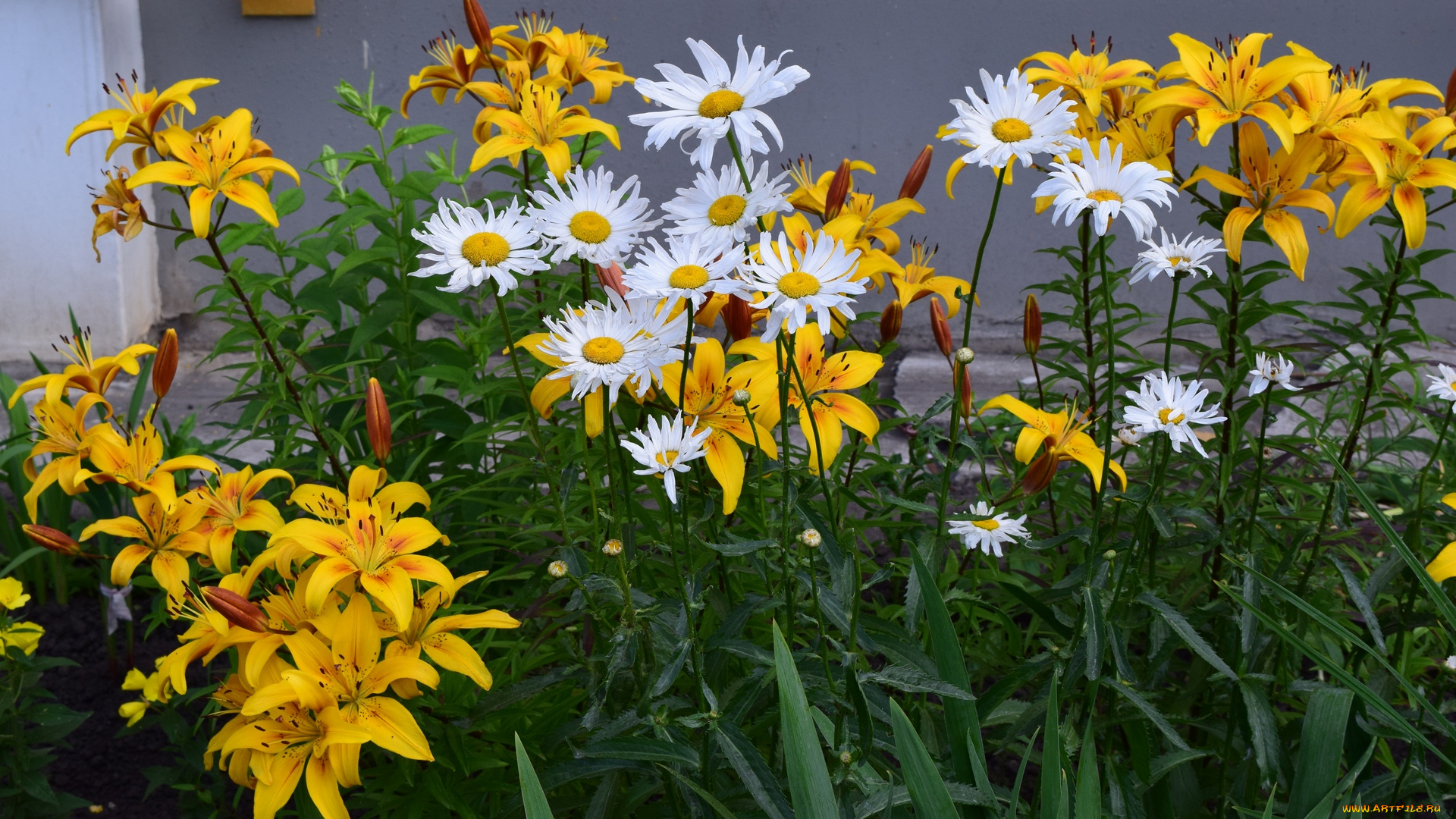 цветы, разные, вместе, разноцветные