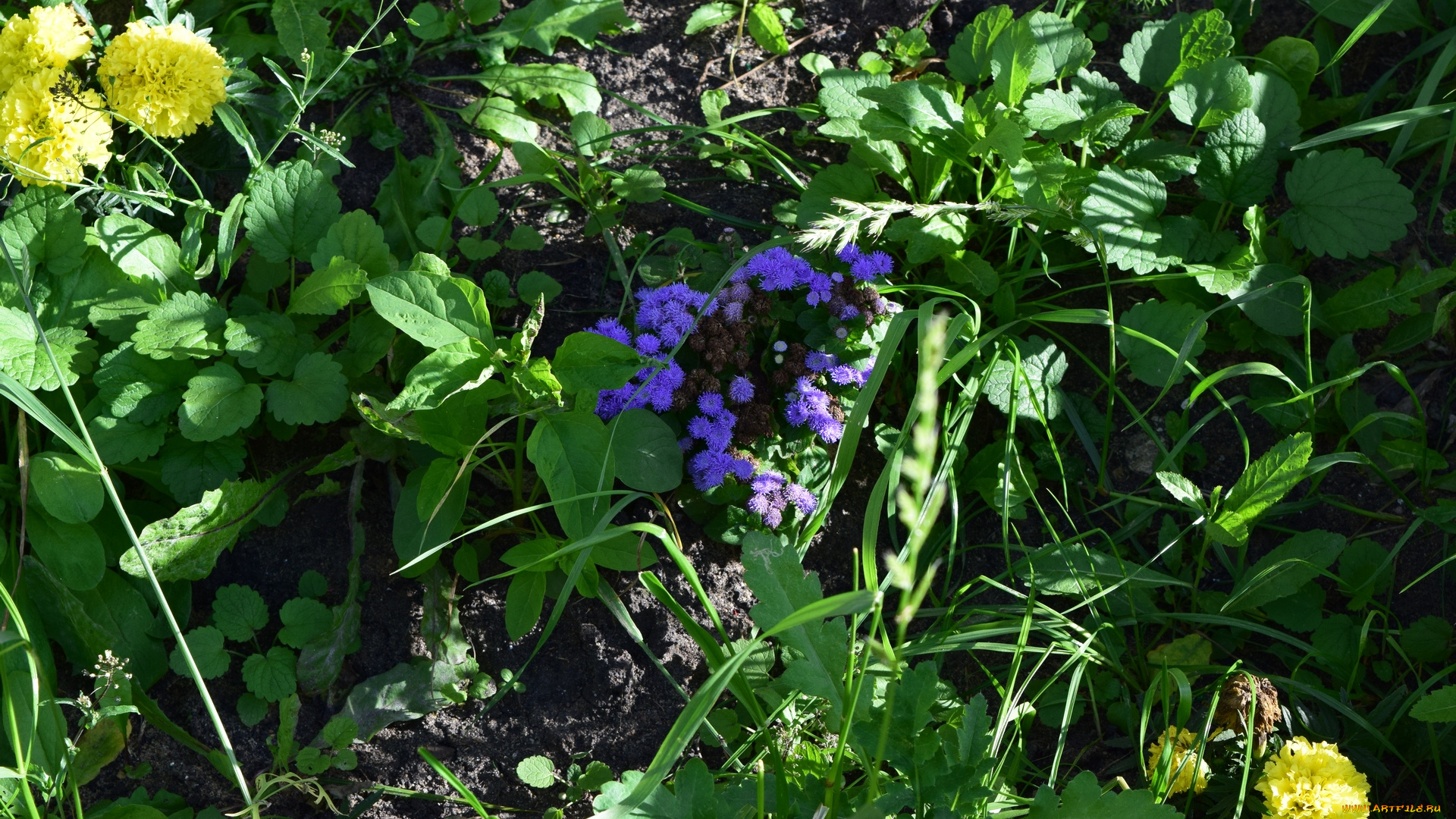 цветы, разные, вместе, разноцветные