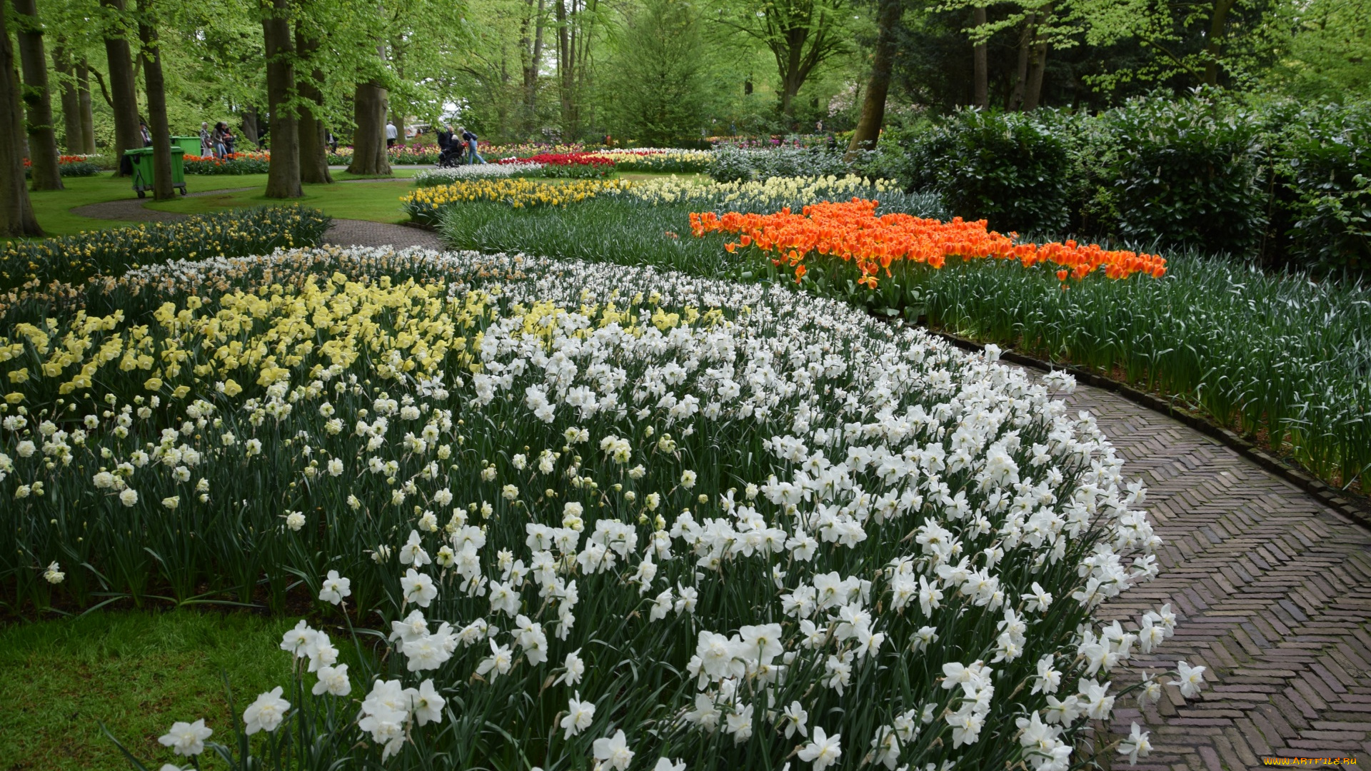 цветы, разные, вместе, разноцветные