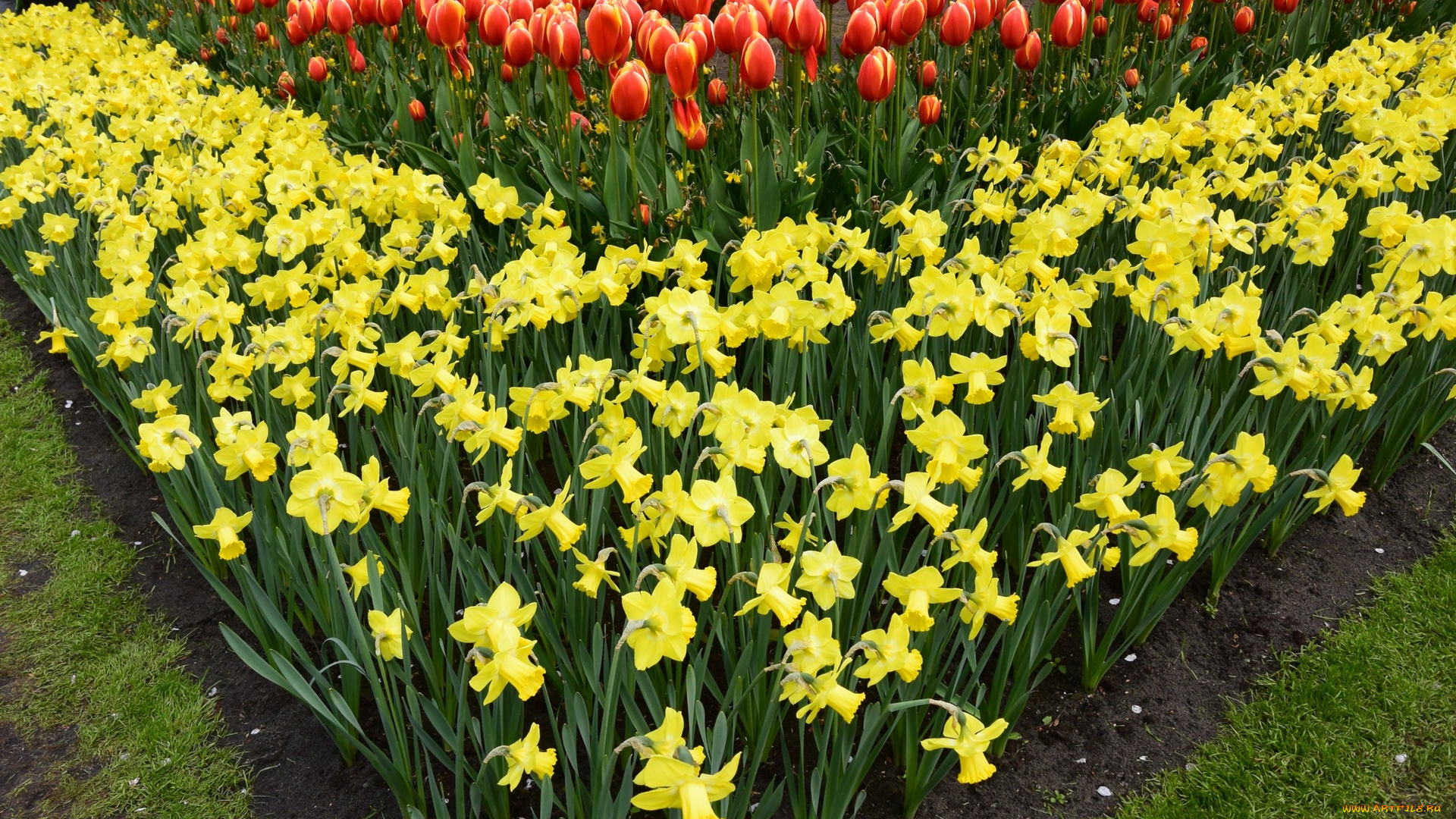 цветы, разные, вместе, разноцветные