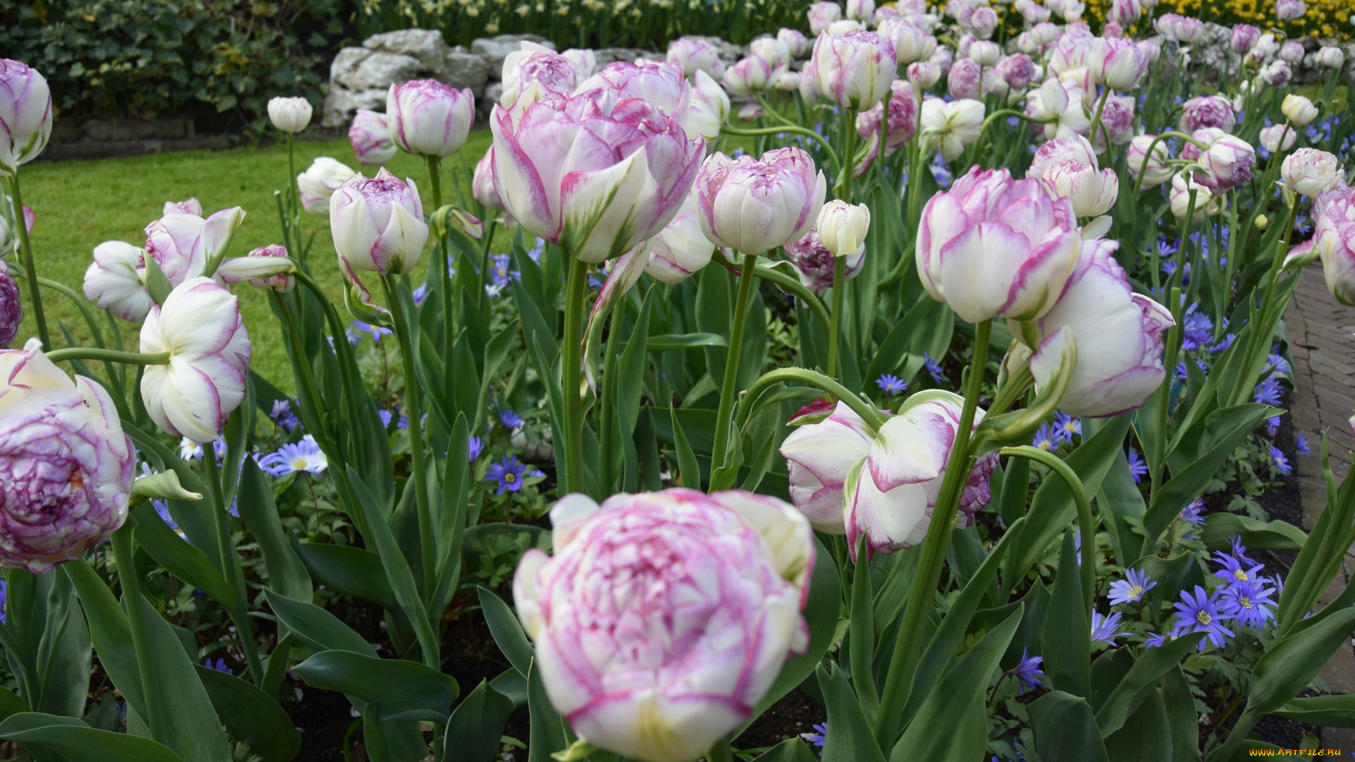 цветы, разные, вместе, разноцветные