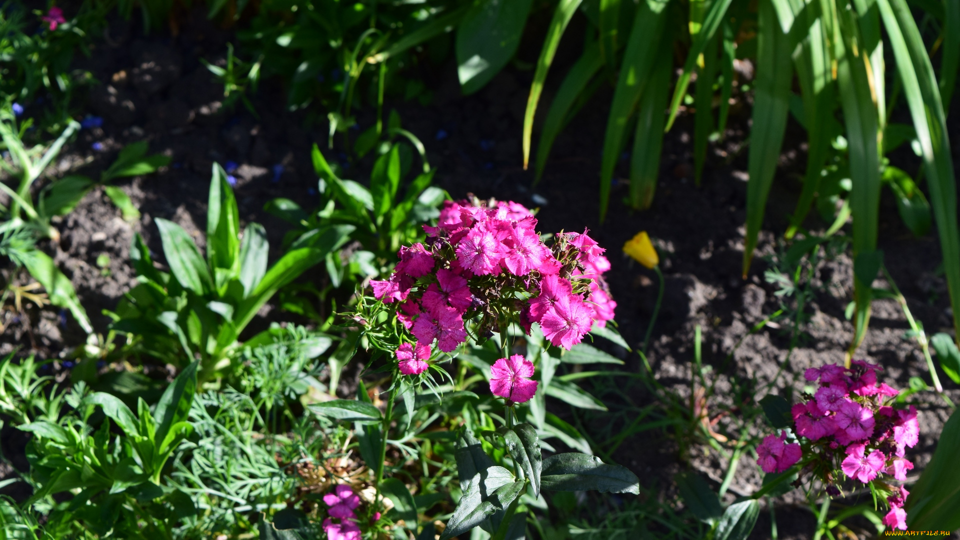 цветы, розовый, цвет