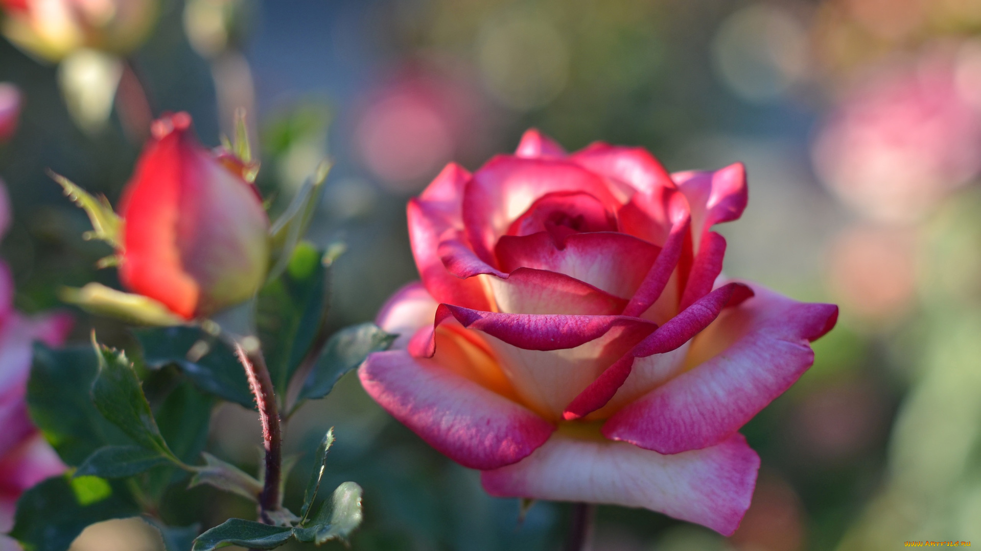 цветы, розы, бутон, боке, цветок, роза