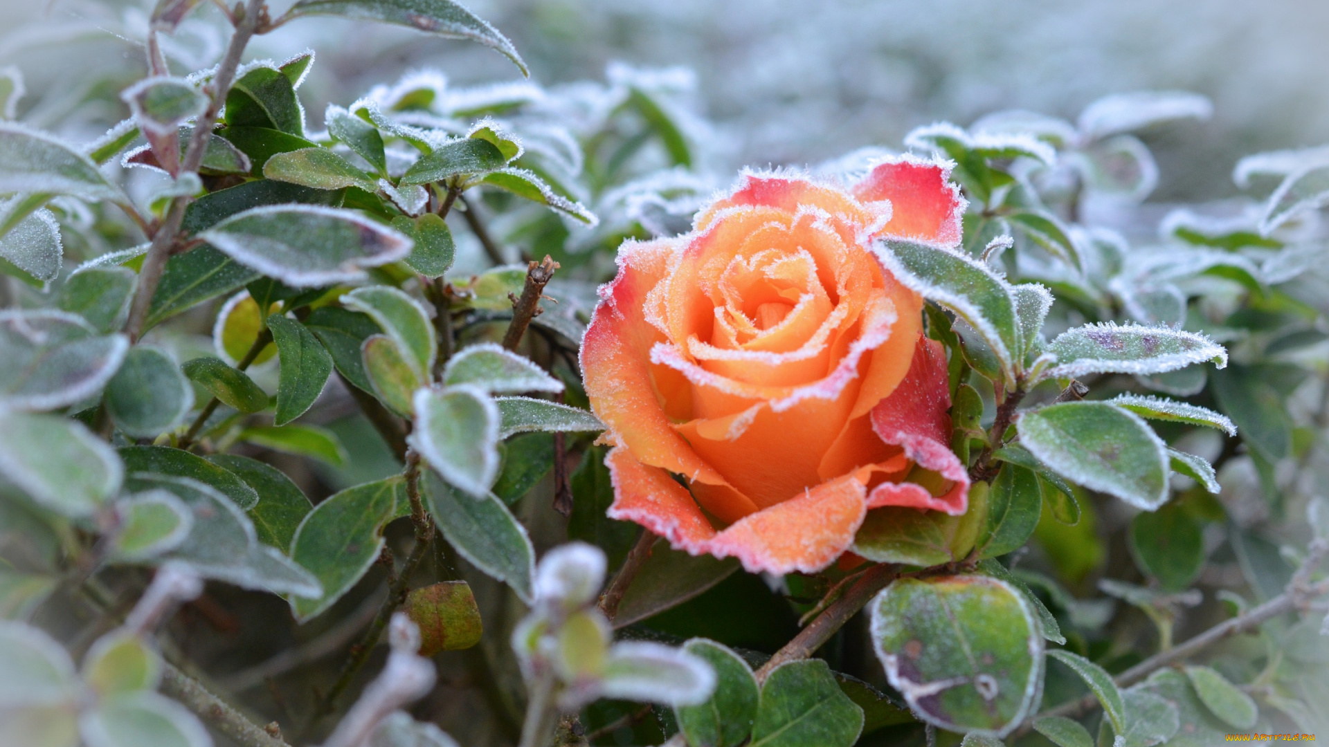 цветы, розы, цветок, листья, иней, мороз, роза, природа