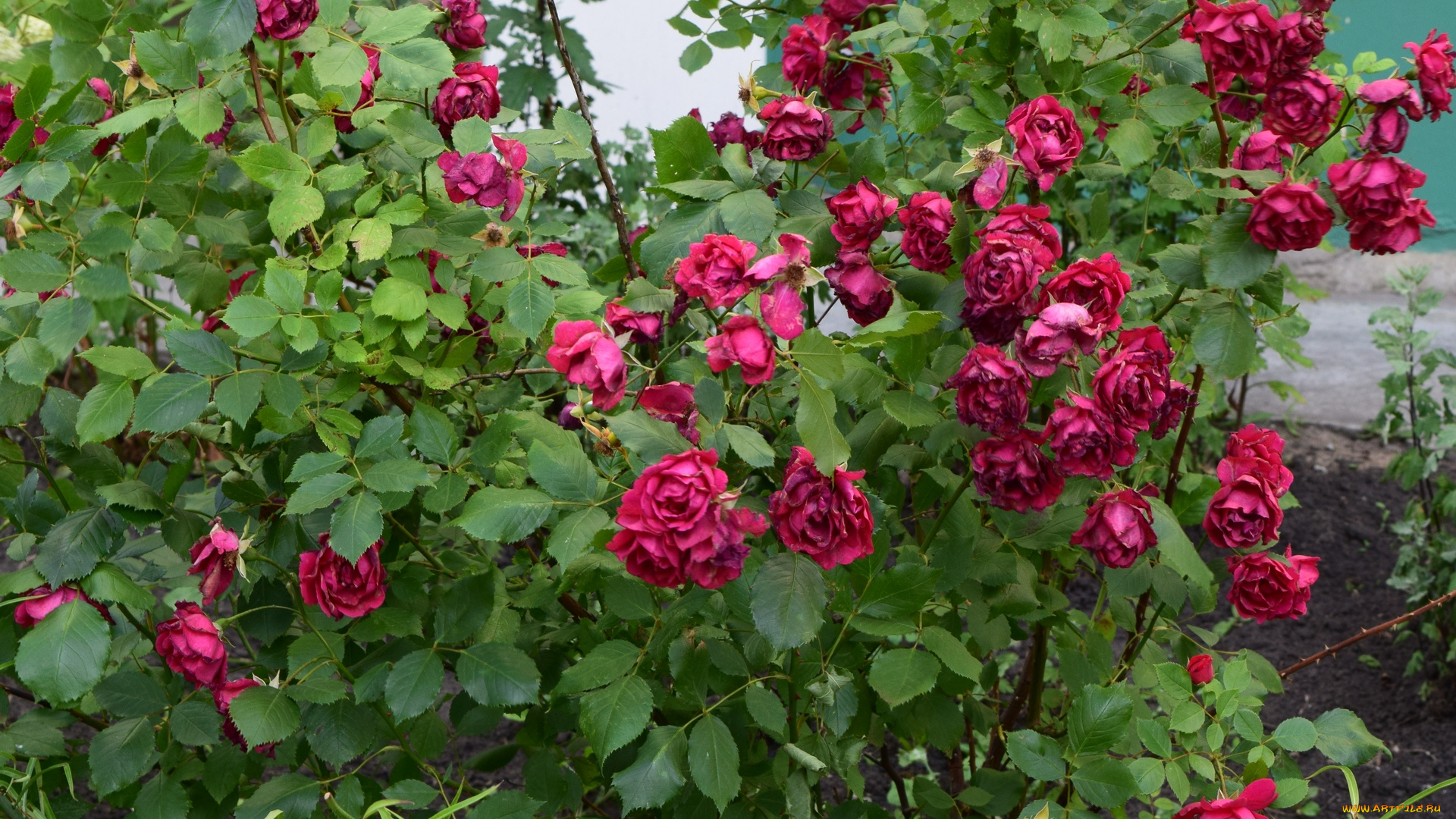 цветы, розы, красный, цвет