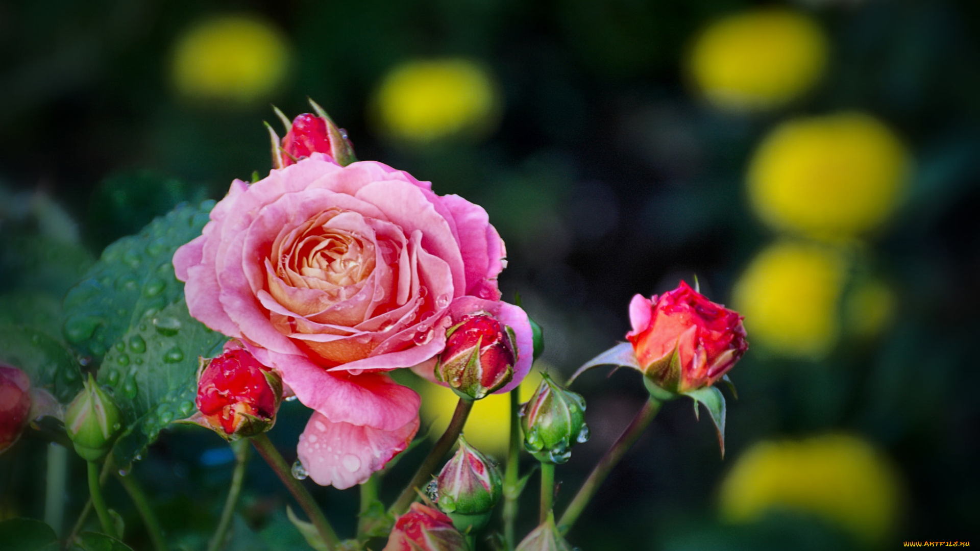 цветы, розы, лепестки, роза, бутон, leaves, bud, цветение, rose, листья, blossoms, petals