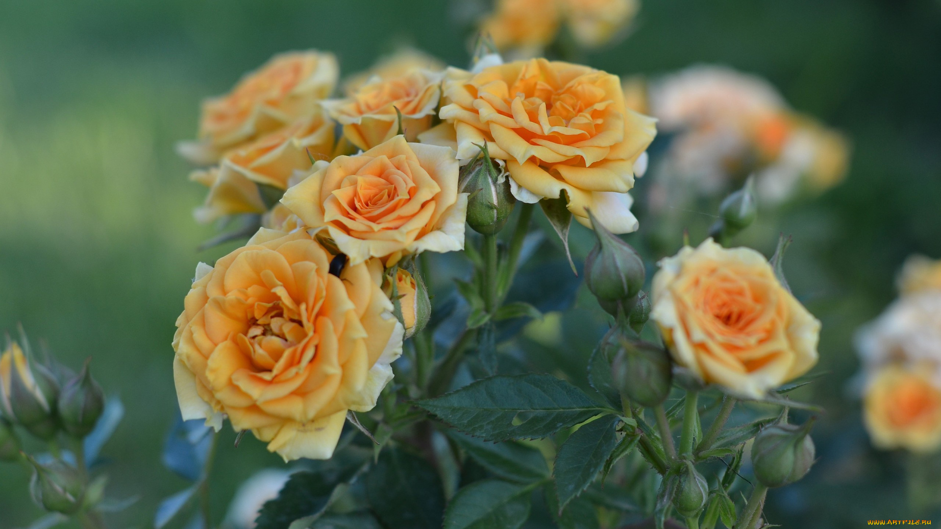 цветы, розы, лето, бутоны