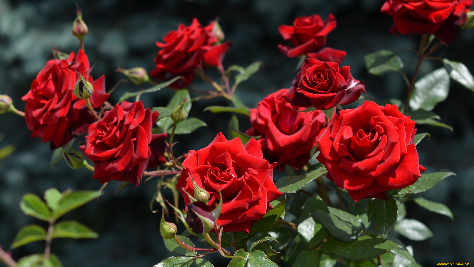 цветы, розы, лето, куст, бутоны