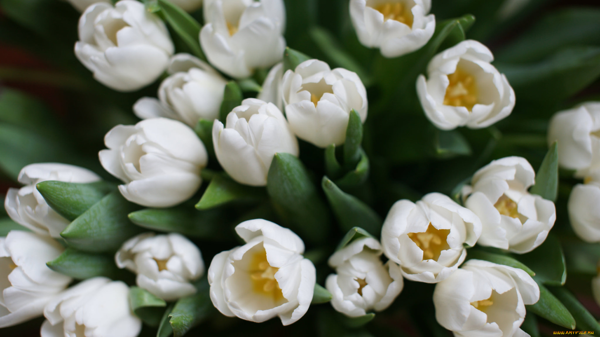 цветы, тюльпаны, бутоны, капли, цветение, лепестки