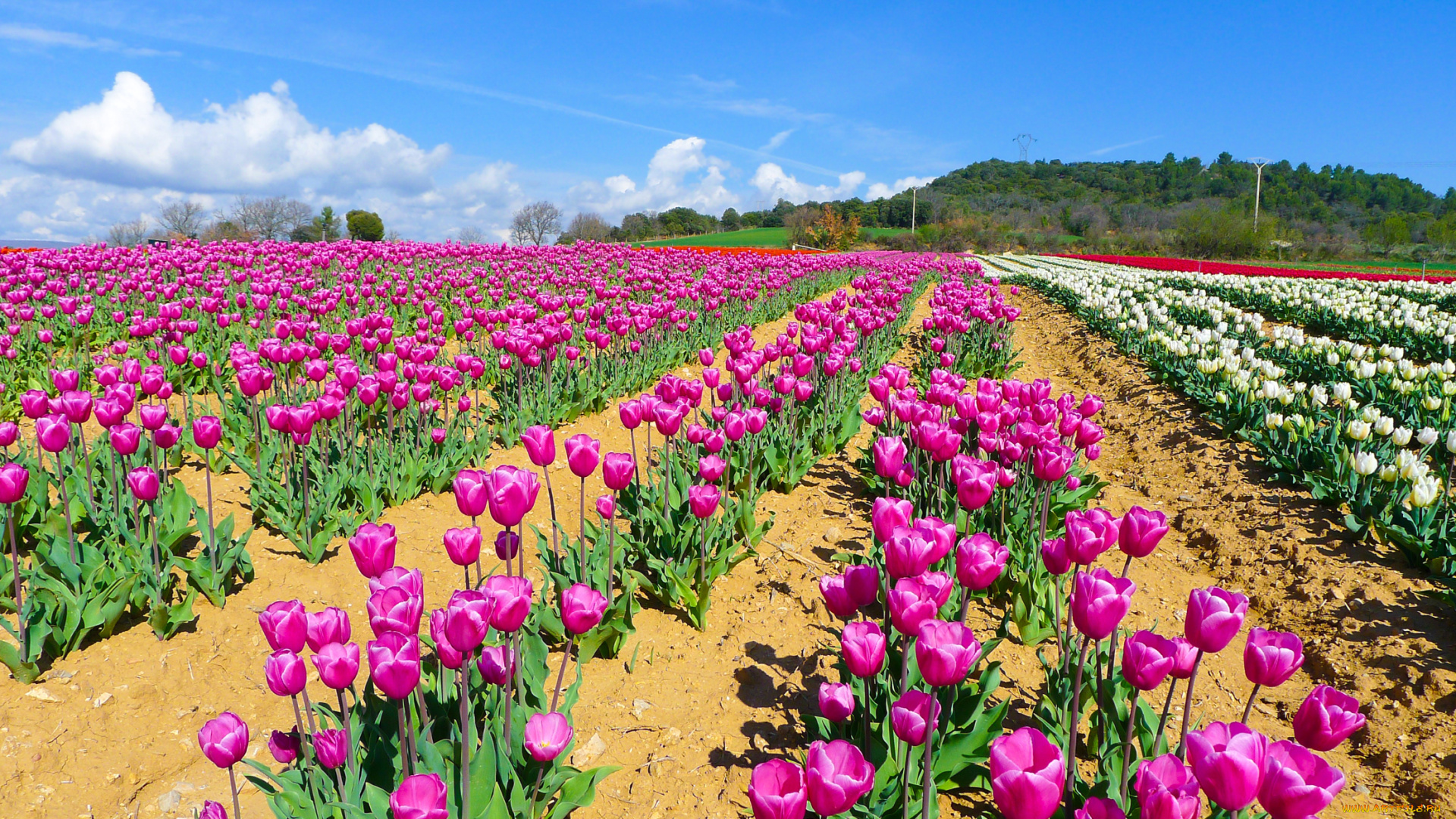 цветы, тюльпаны, облака, деревья, земля