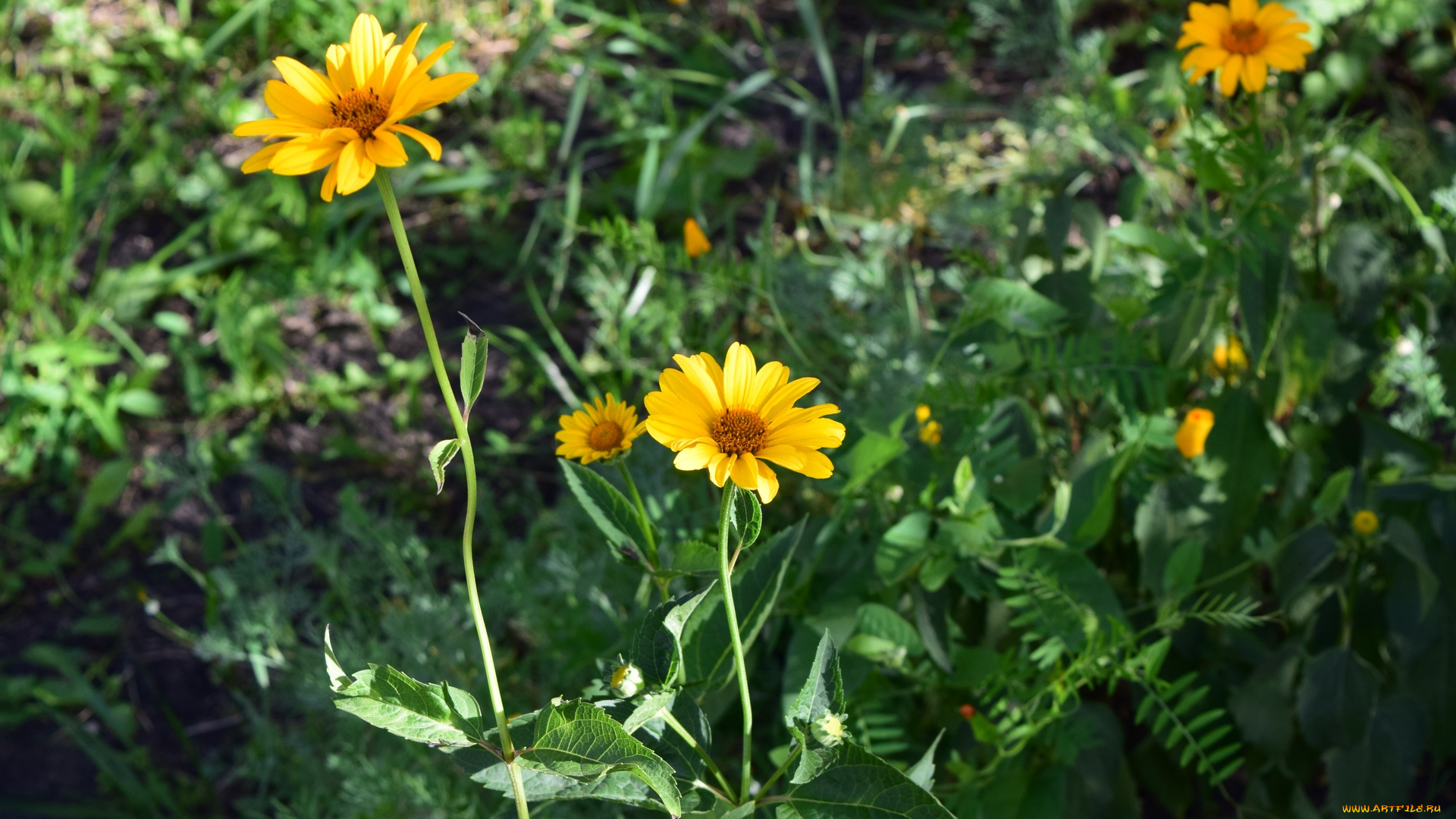 цветы, желтый, цвет