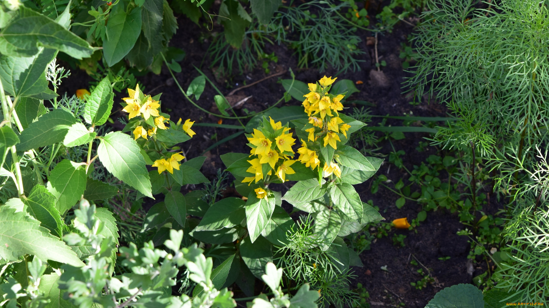 цветы, желтый, цвет