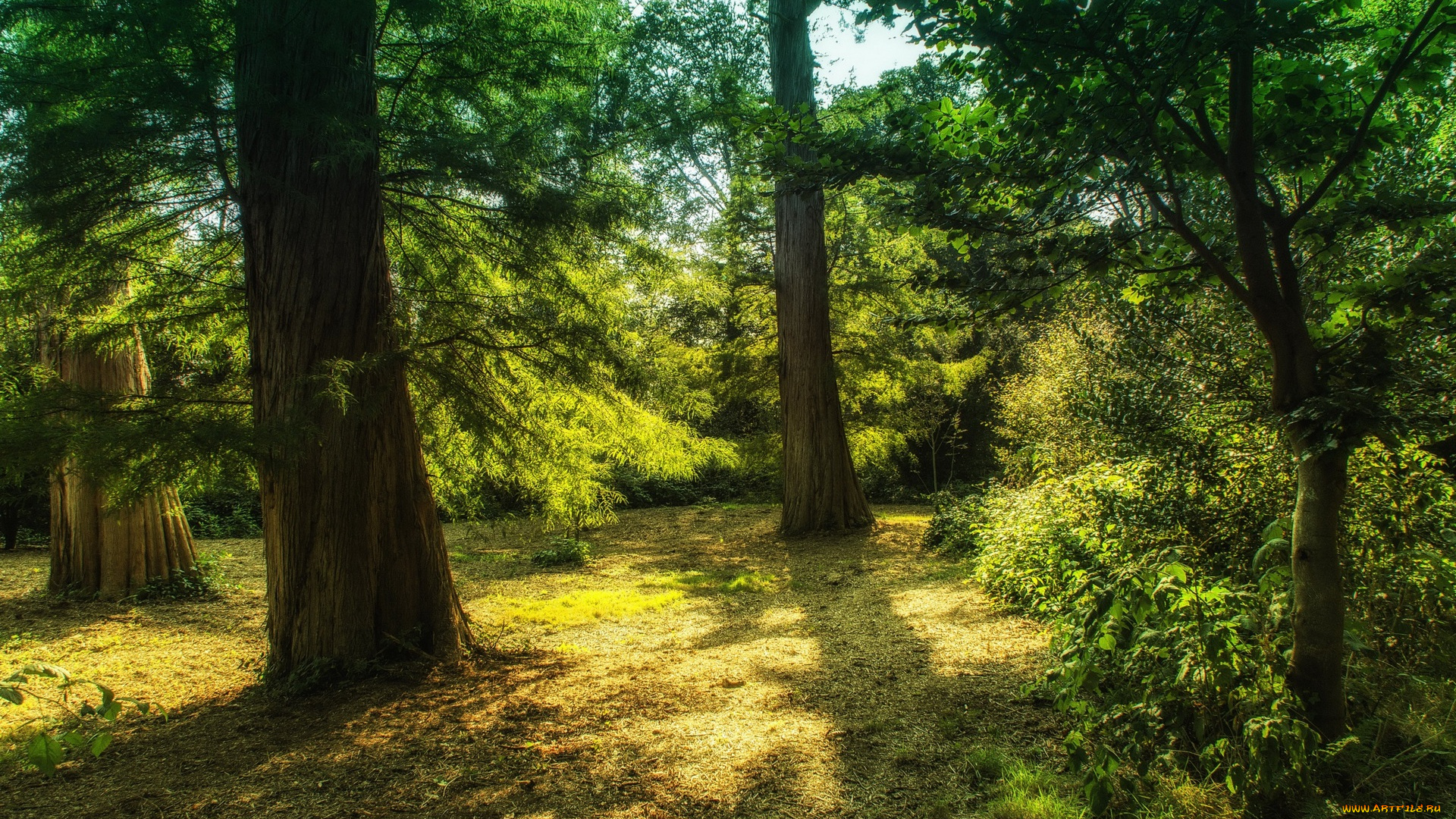 природа, деревья, трава