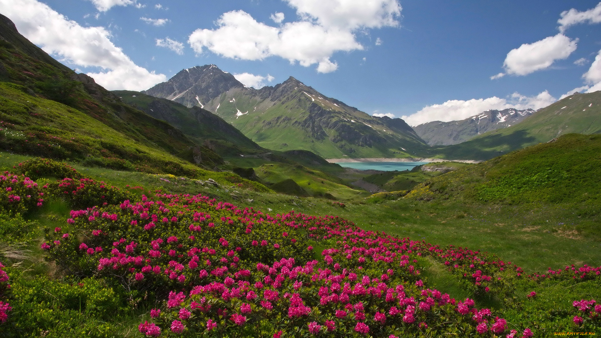 природа, горы, цветы, солнечно