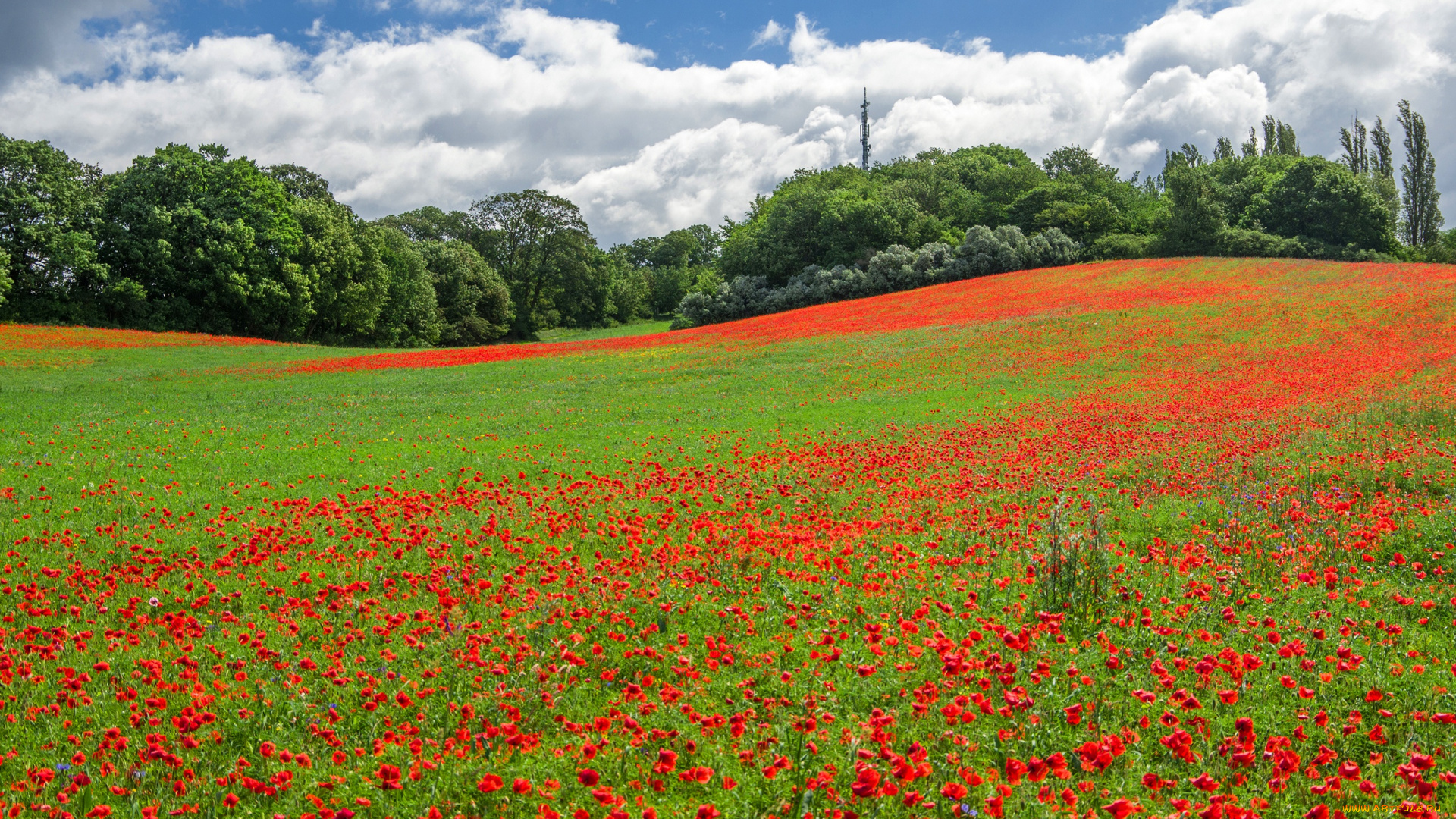 природа, луга, цветы, красные, деревья, кусты, поляна, трава, облака, зелень, маки, лето, солнце, небо