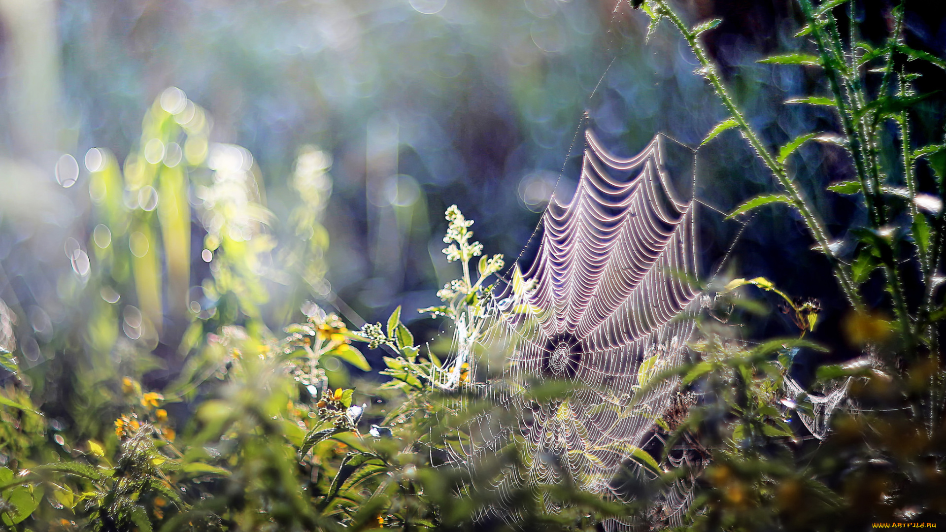 природа, макро, паутинка