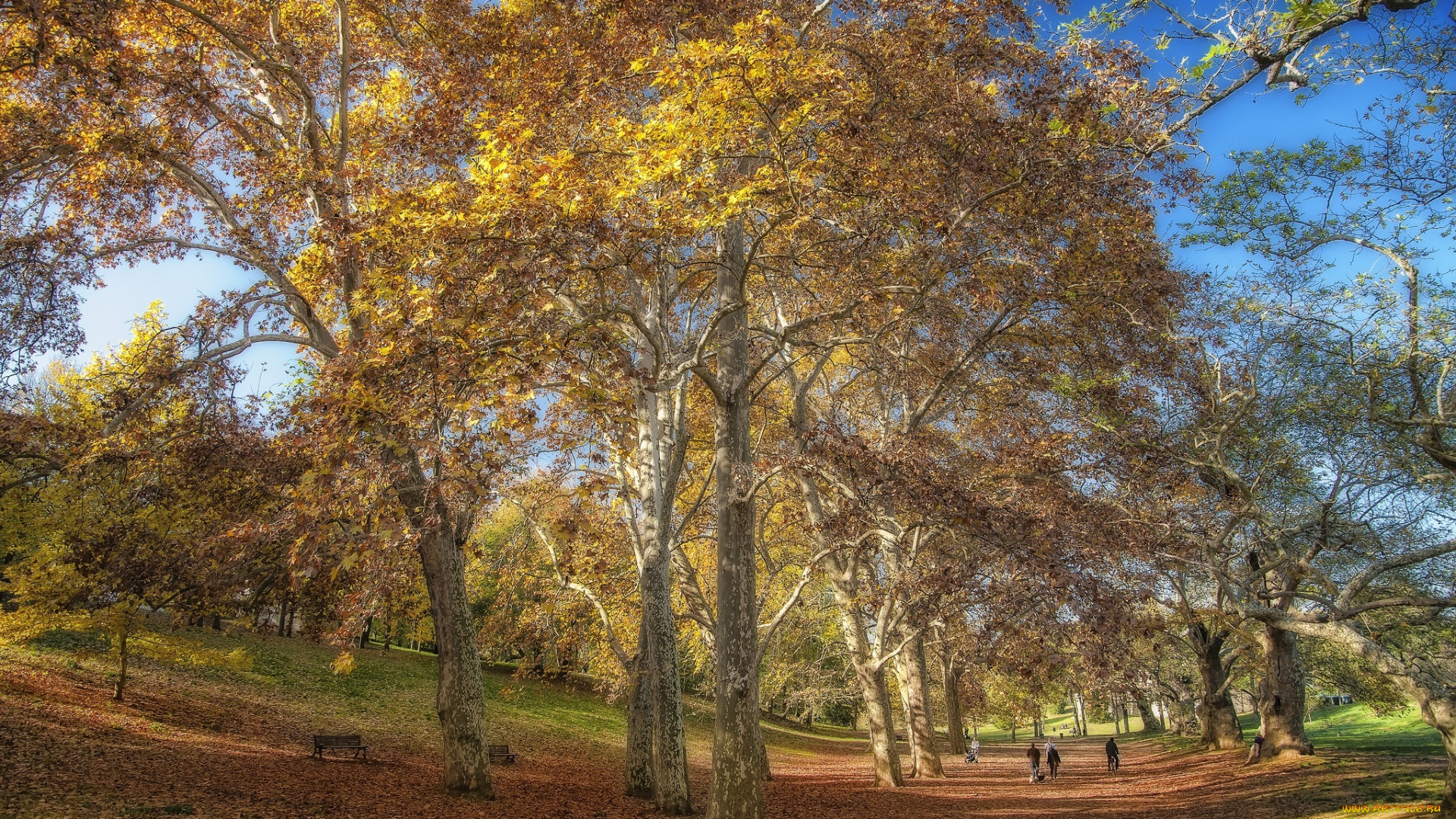 природа, парк, деревья