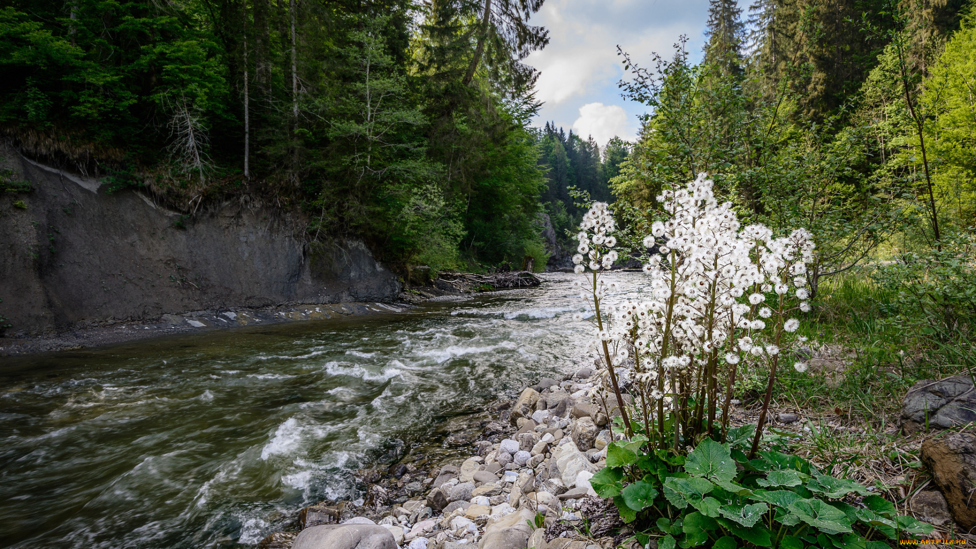 природа, реки, озера, река, лес