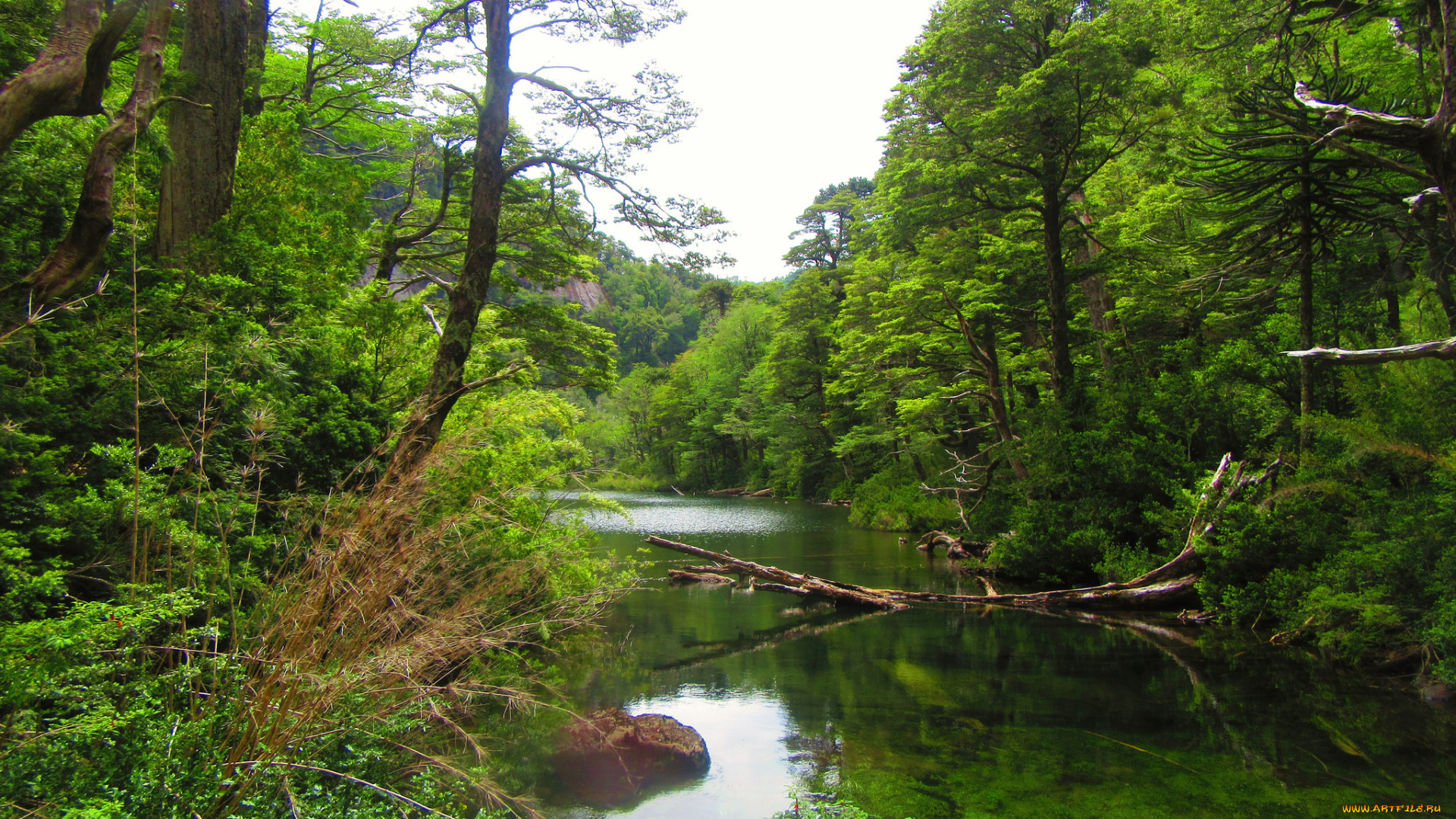 природа, реки, озера, река, лес