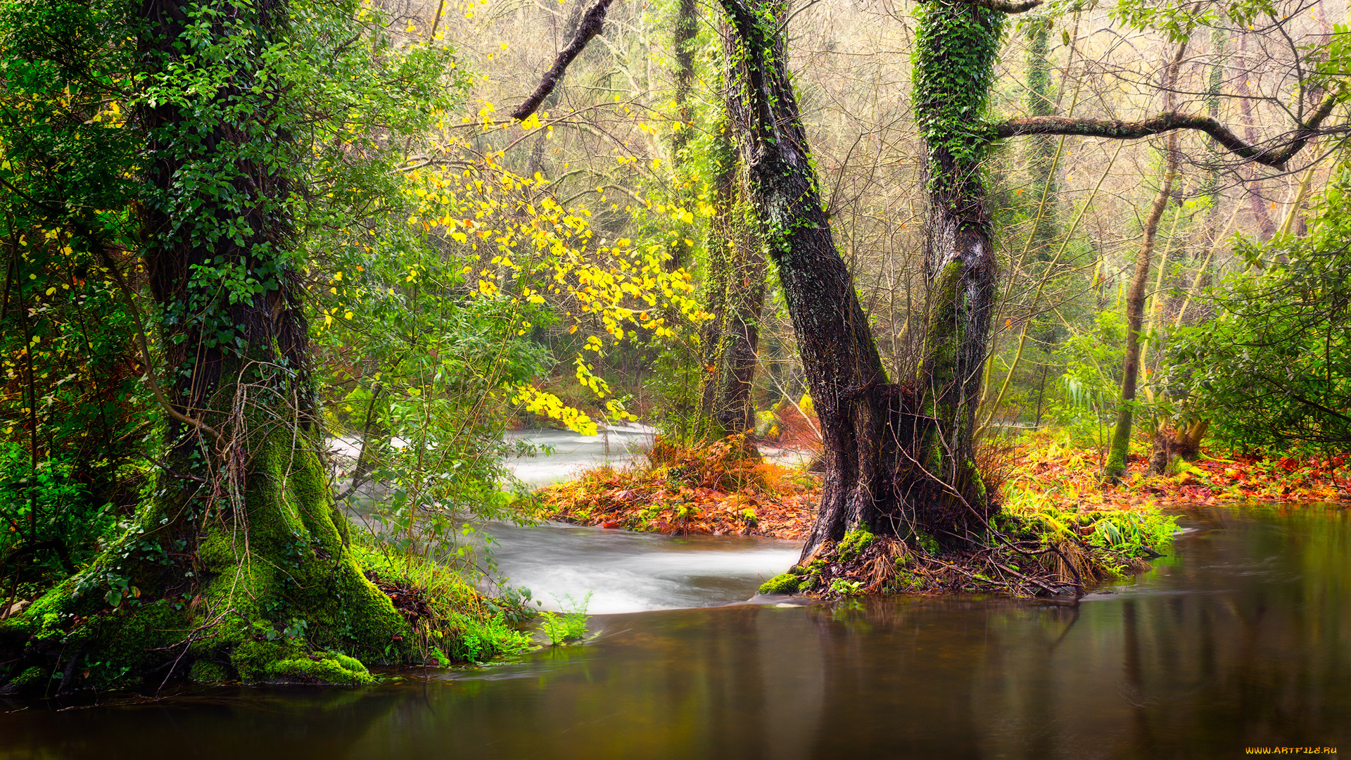 природа, реки, озера, река, лес