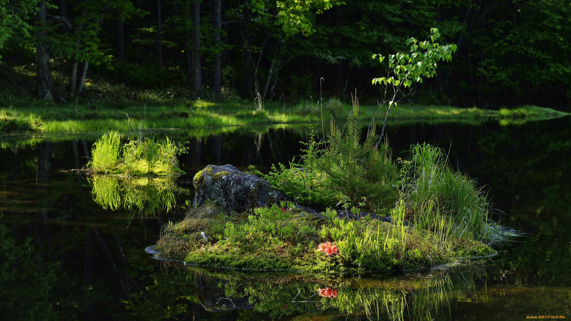 природа, реки, озера, трава, лес, река, деревья, лето