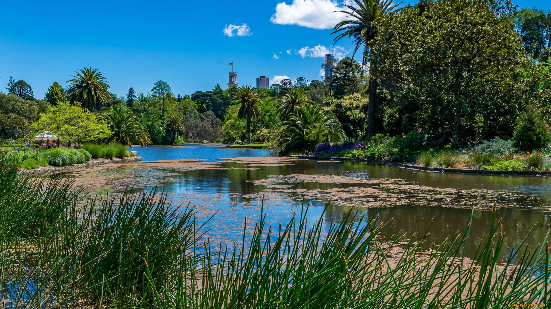 природа, реки, озера, трава, небо, солнце, камыш, облака, зелень, австралия, деревья, пальмы, парк