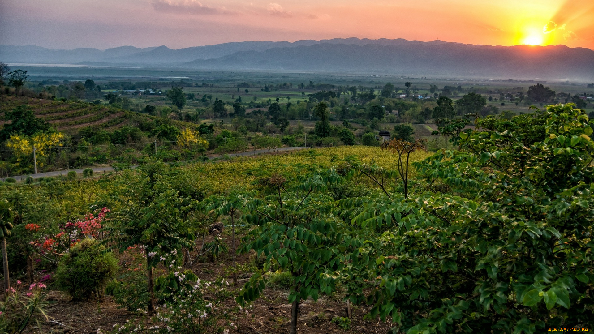 природа, восходы, закаты, поля, цветы, трава