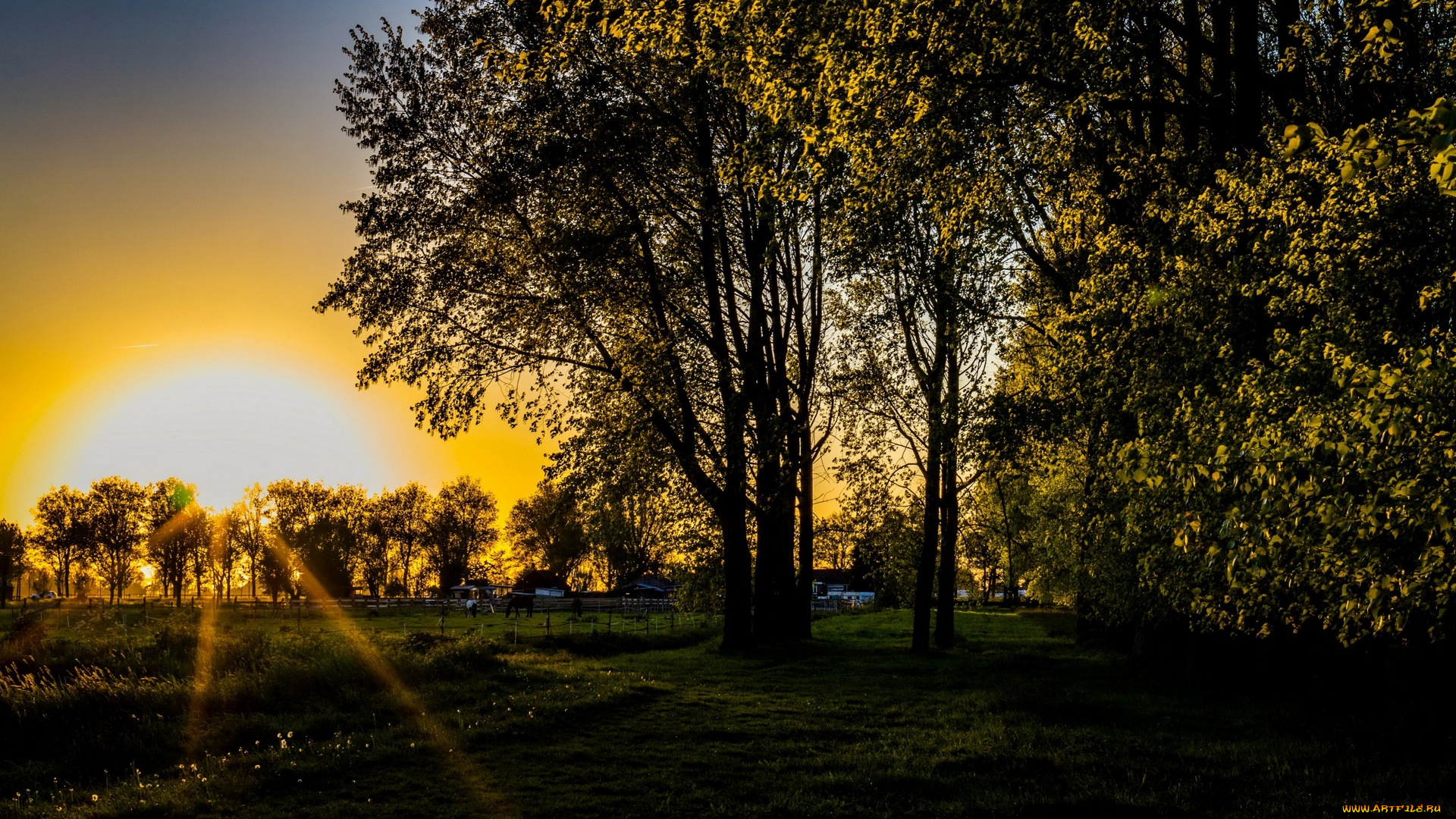 природа, восходы, закаты, трава, деревья