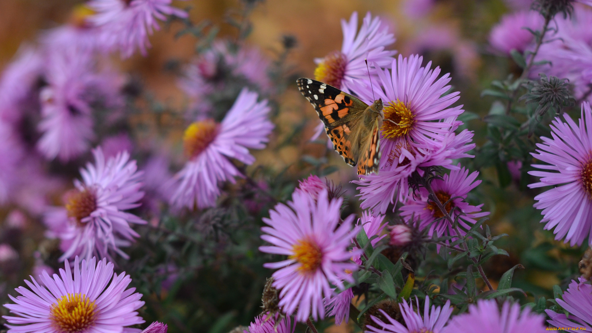 животные, бабочки, , мотыльки, , моли, цветы, осень, бабочка, природа